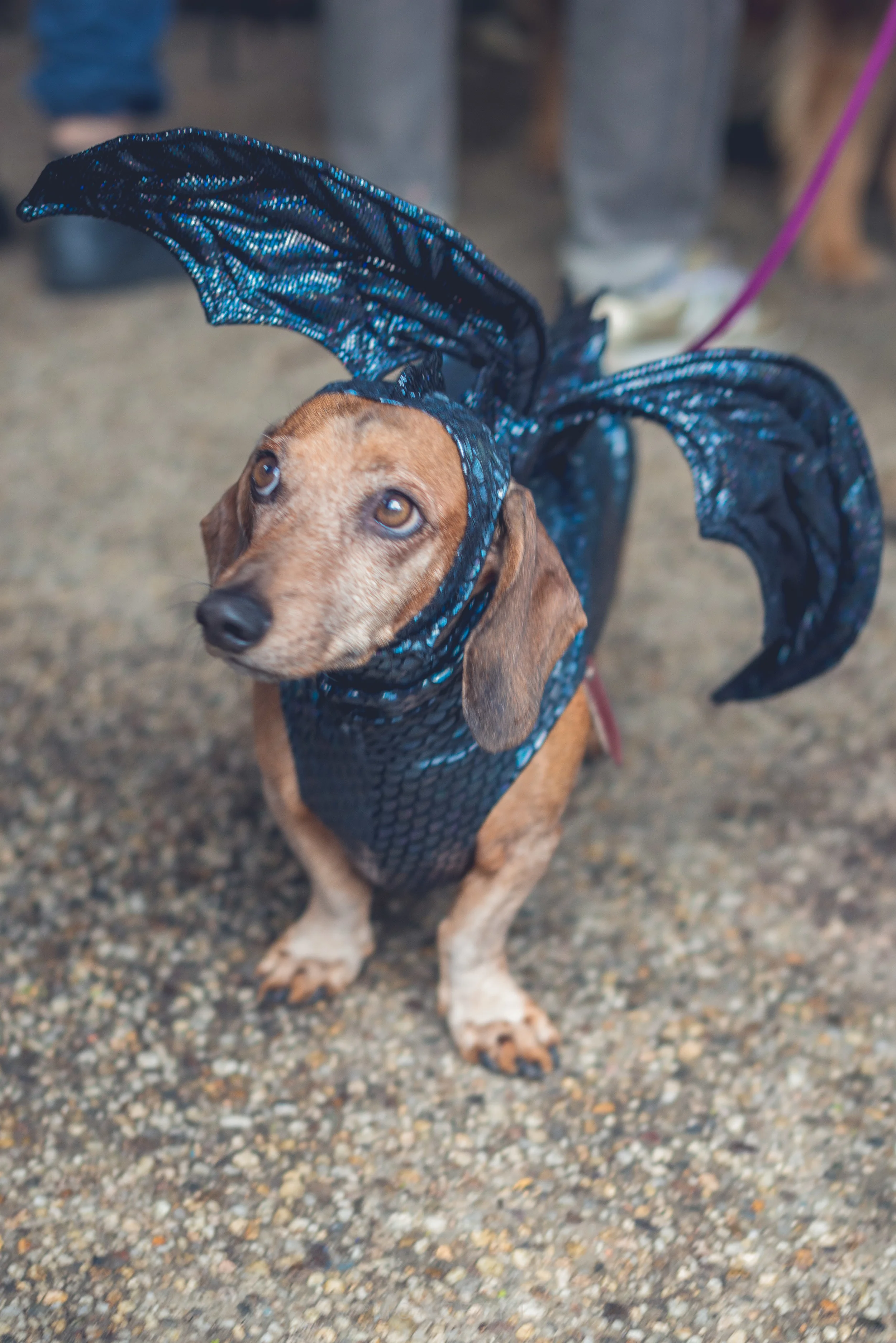 20151024-Howl-A-Ween-7165.jpg