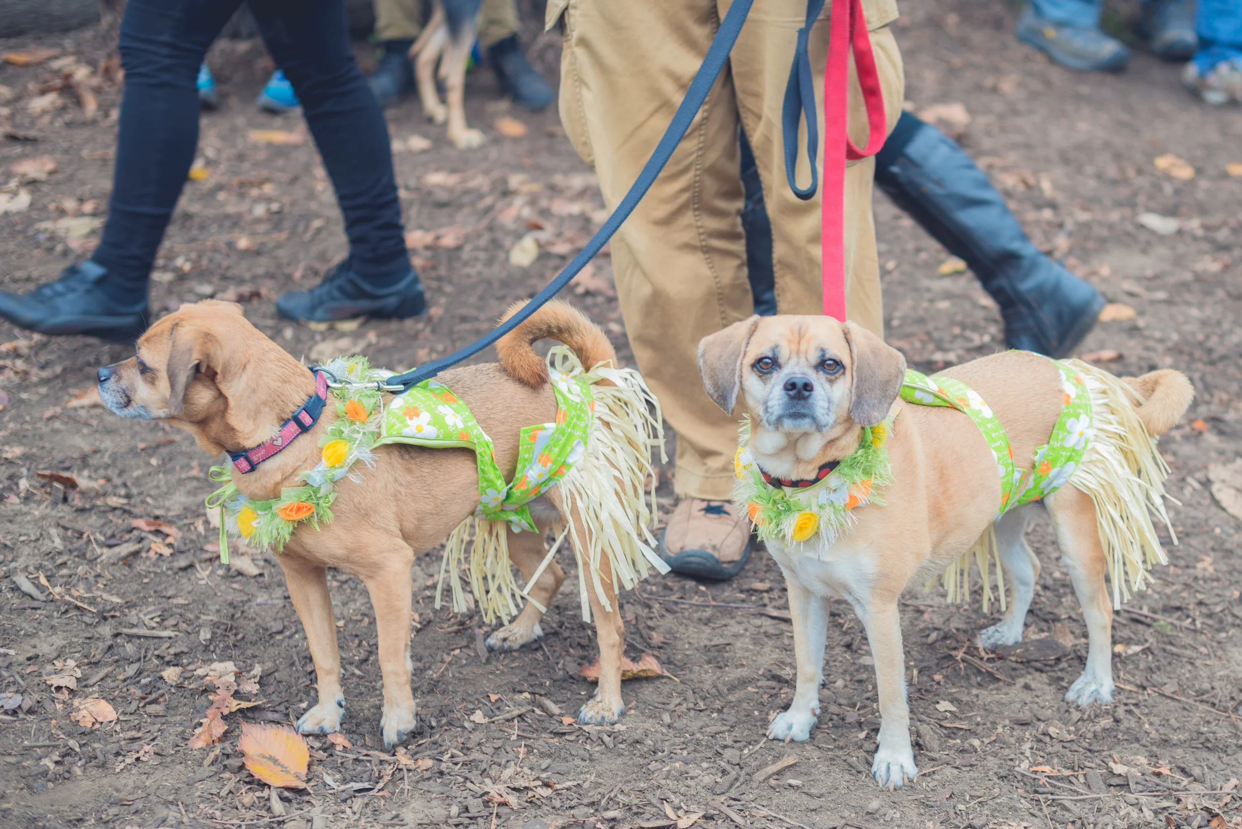 20151024-Howl-A-Ween-7350.jpg