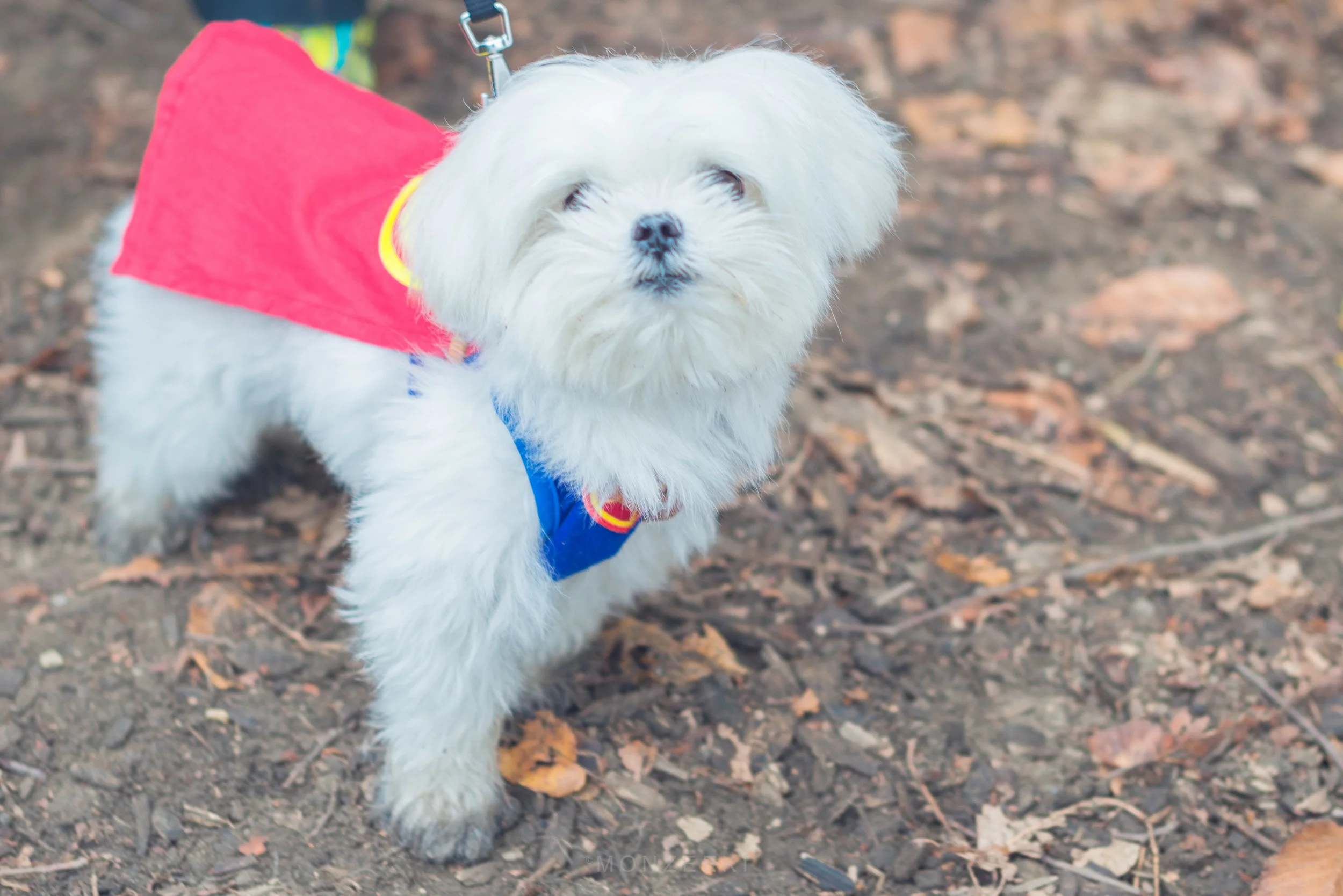 20151024-Howl-A-Ween-7354.jpg