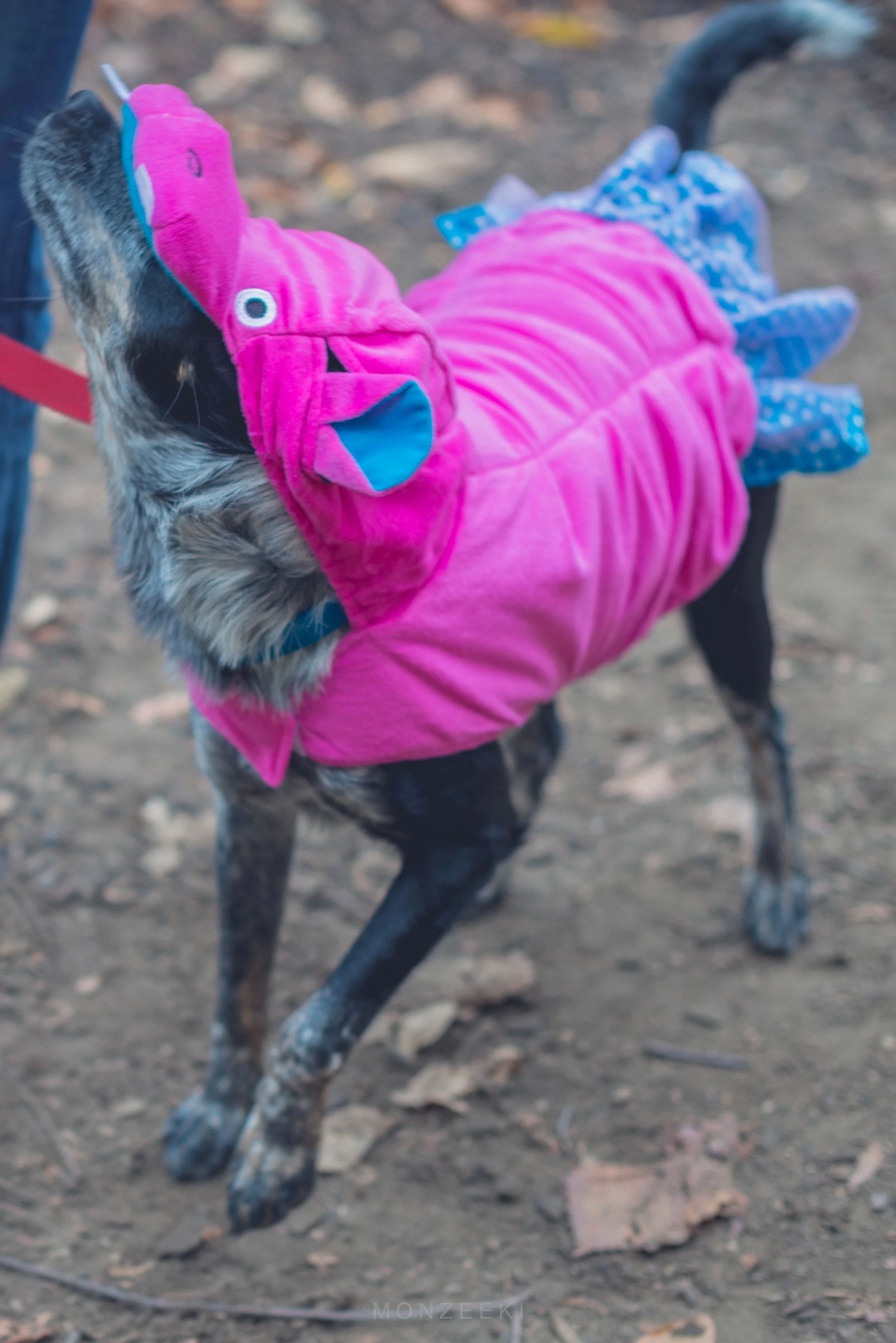 20151024-Howl-A-Ween-7385.jpg