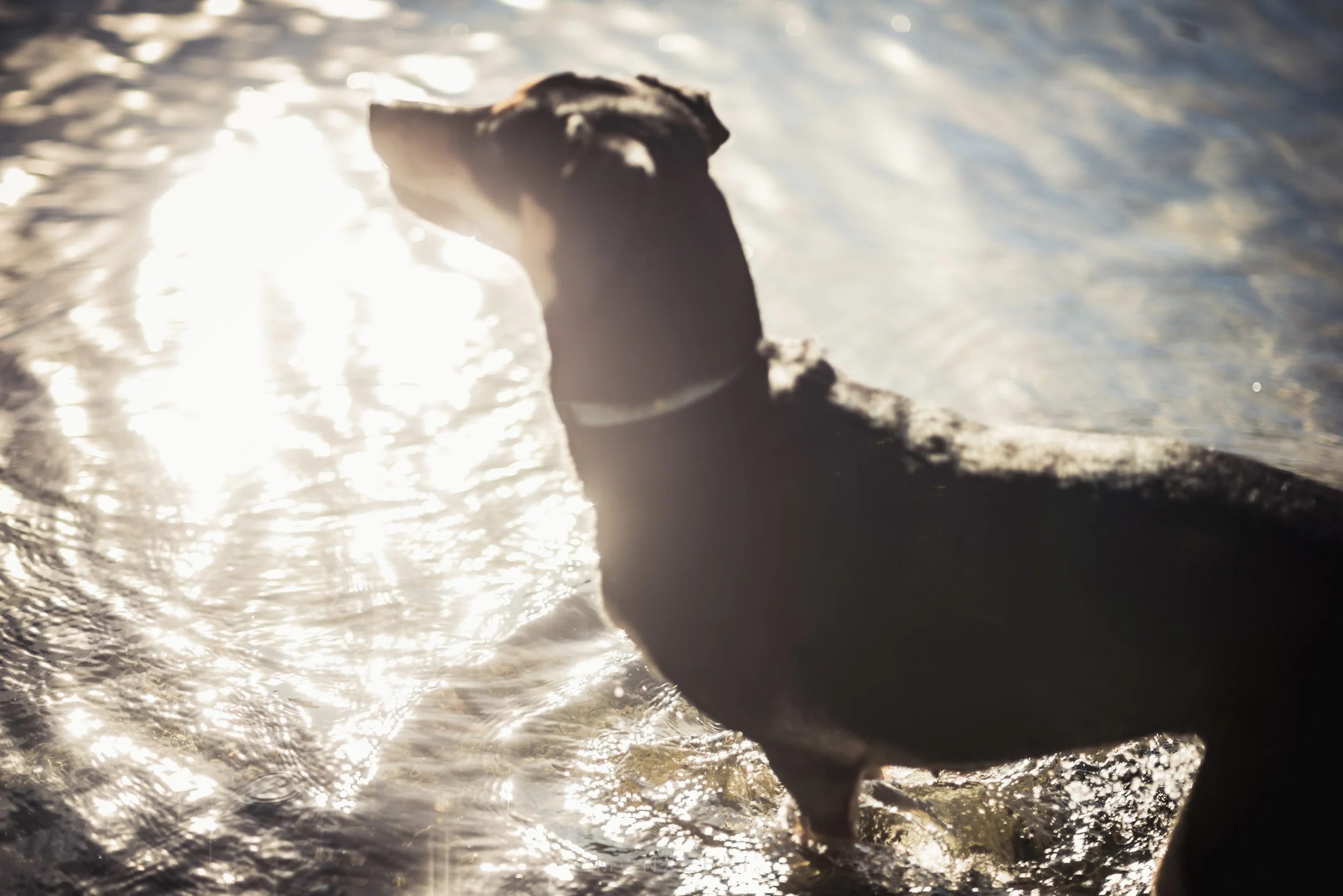 when the moon fell into the lake