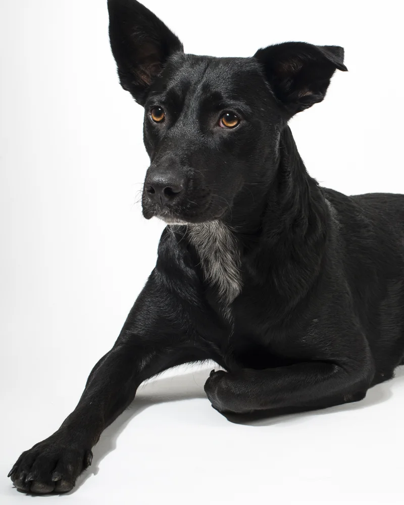 20150729-zadie-3198.jpg