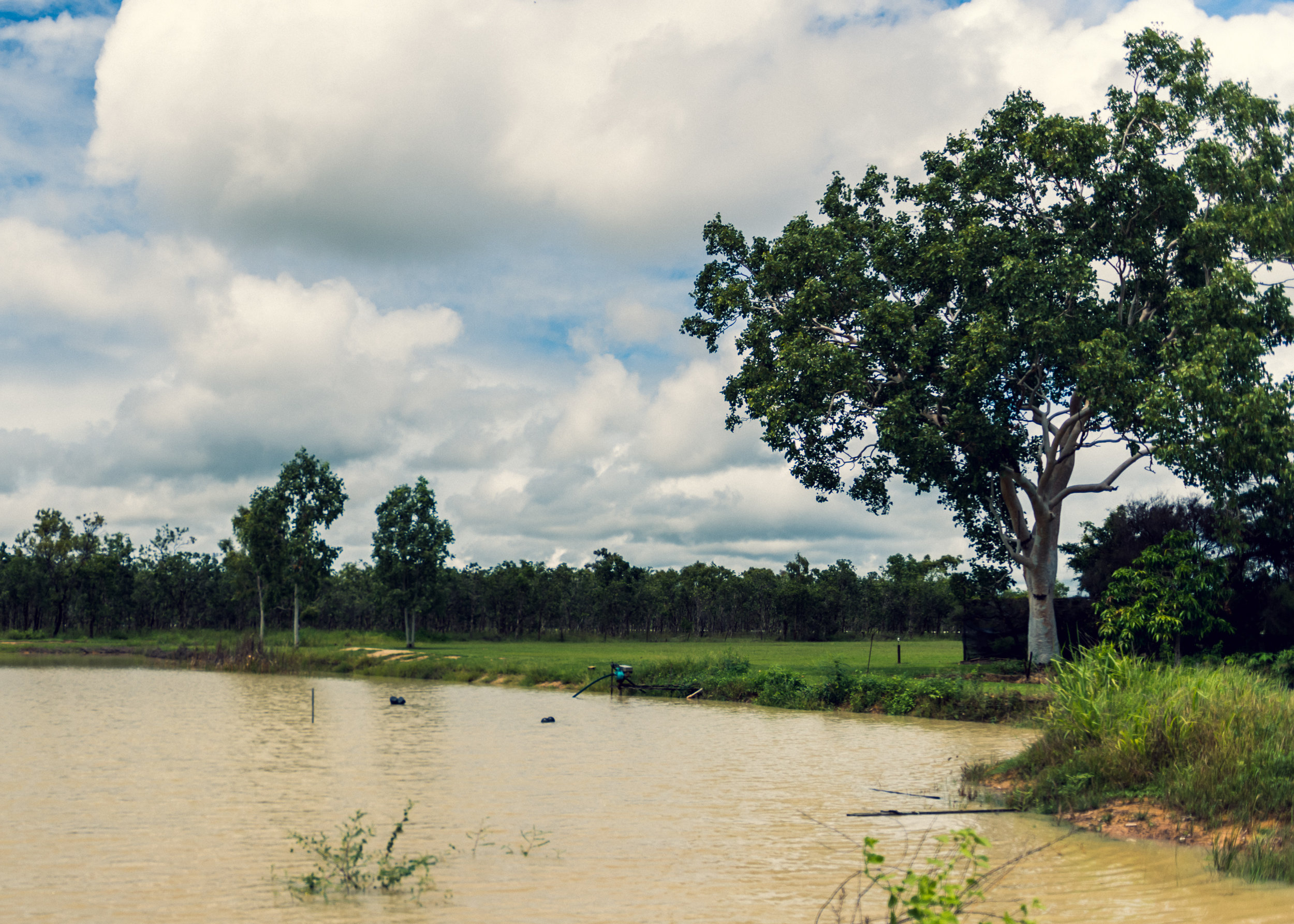  Five years ago, when this second dam was initially dug out and filled by the summer monsoon downpours, disaster struck. There has been no clear answer as to what went wrong but Sheddy theorized the water salinity was not checked. After the first wat