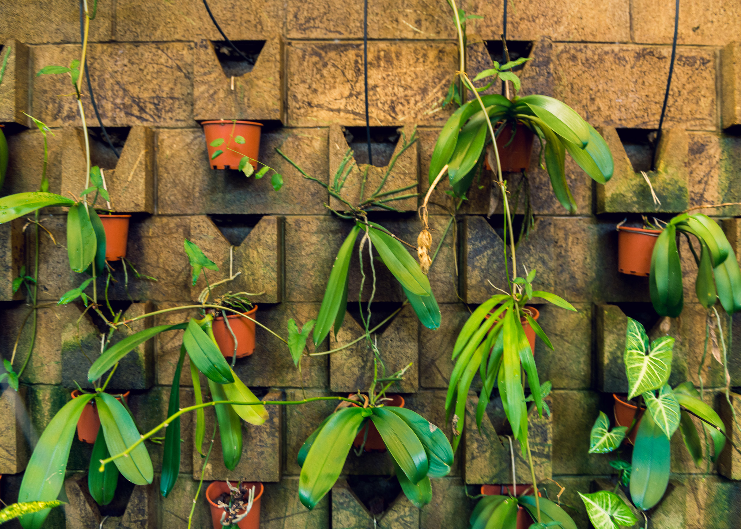 A small section of wall is lined with a versatile display fed by an inventive built-in watering system. In years past it flourished, filled to the brim with flowering orchids, and was quite a spectacle. There was even a cover charge for those who came to take in the beauty. But alas, like many old world marvels reminiscent of “Ripley’s Believe It or Not” ventures this display was soon laid to waste by the charms of modern technology.