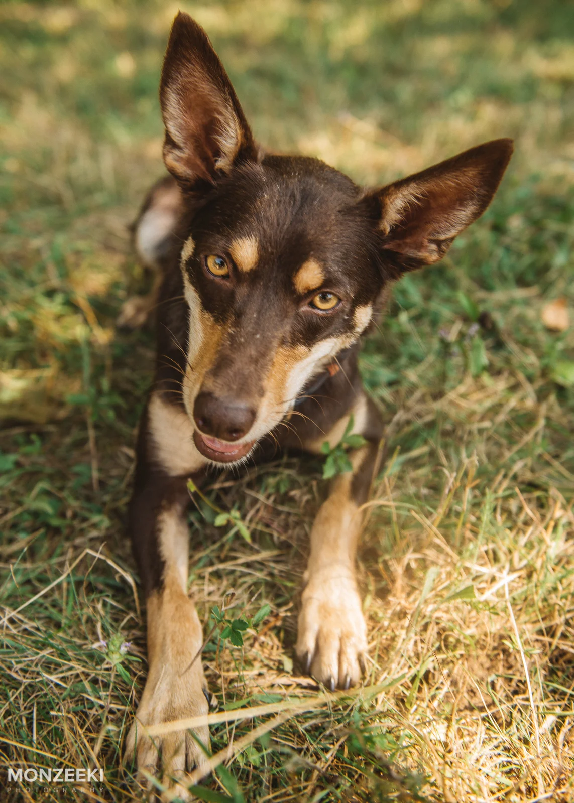 20160828-kelpie-day-4888.jpg