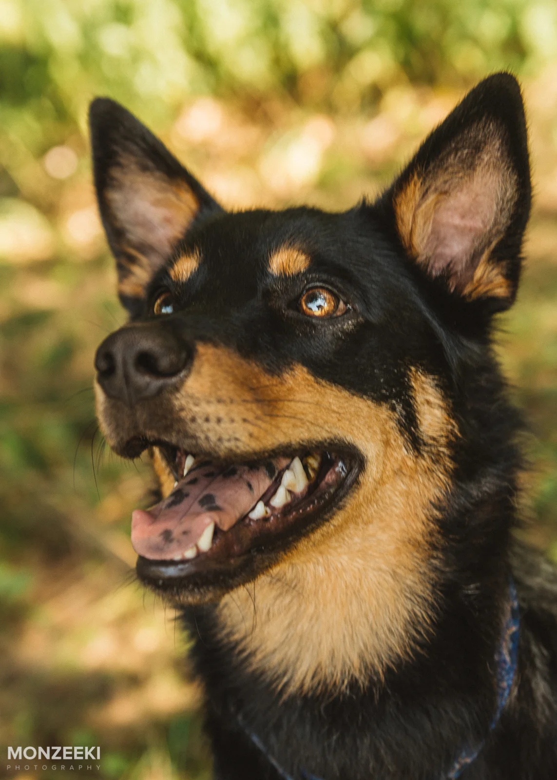 20160828-kelpie-day-4965.jpg
