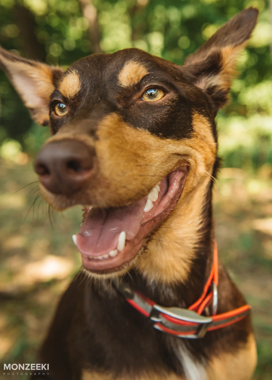20160828-kelpie-day-5134.jpg