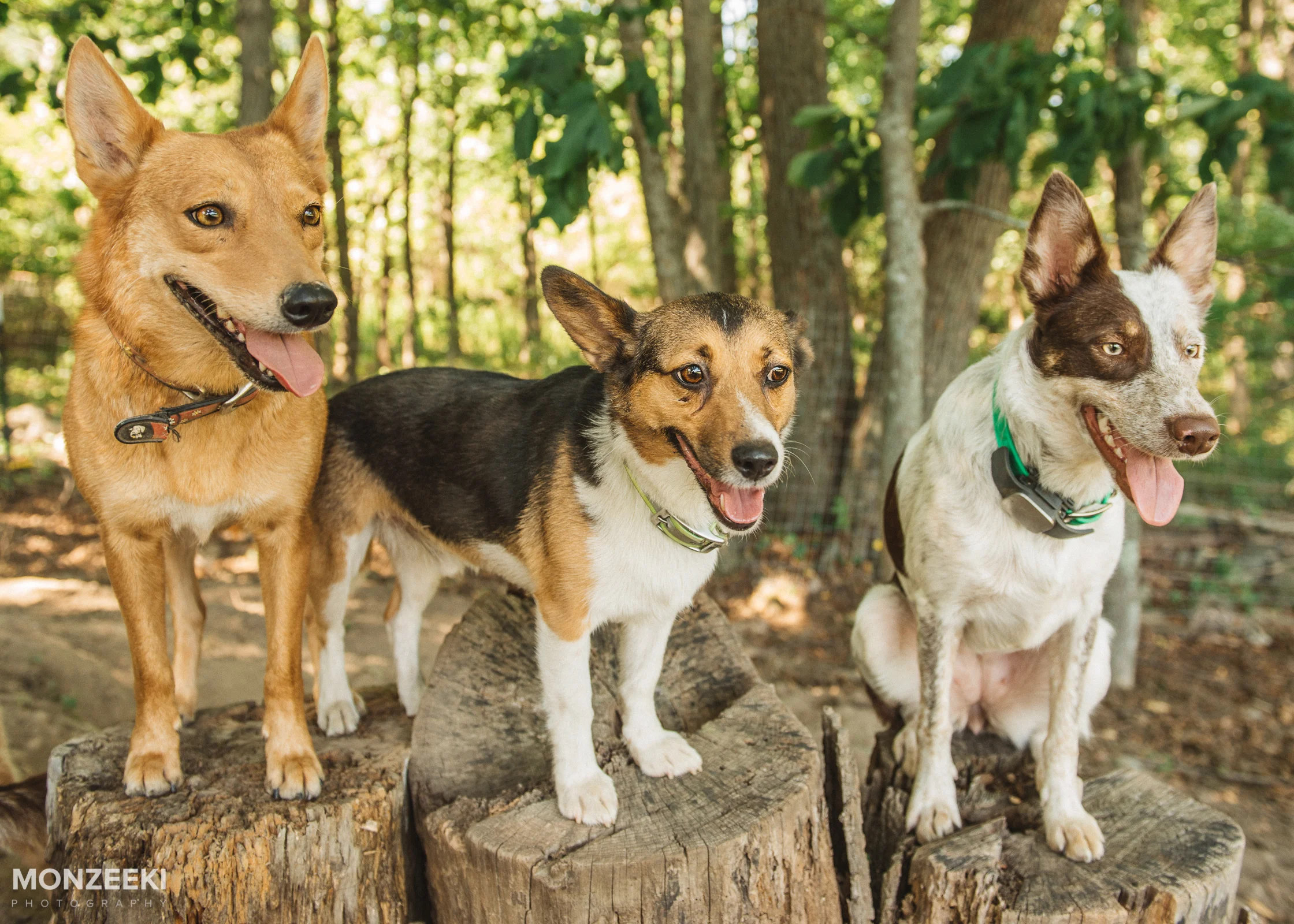 20160828-kelpie-day-5243.jpg