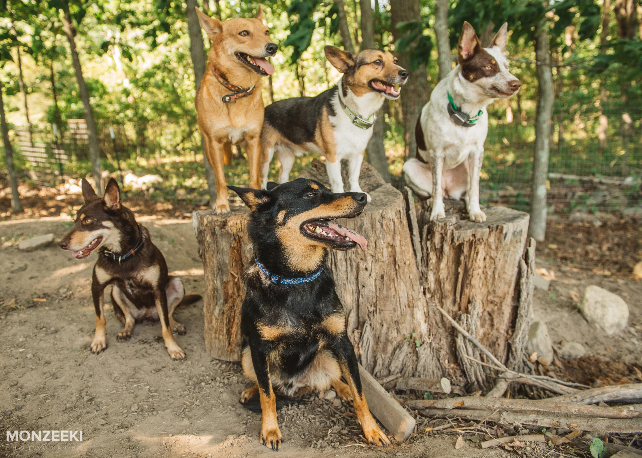 20160828-kelpie-day-5249.jpg