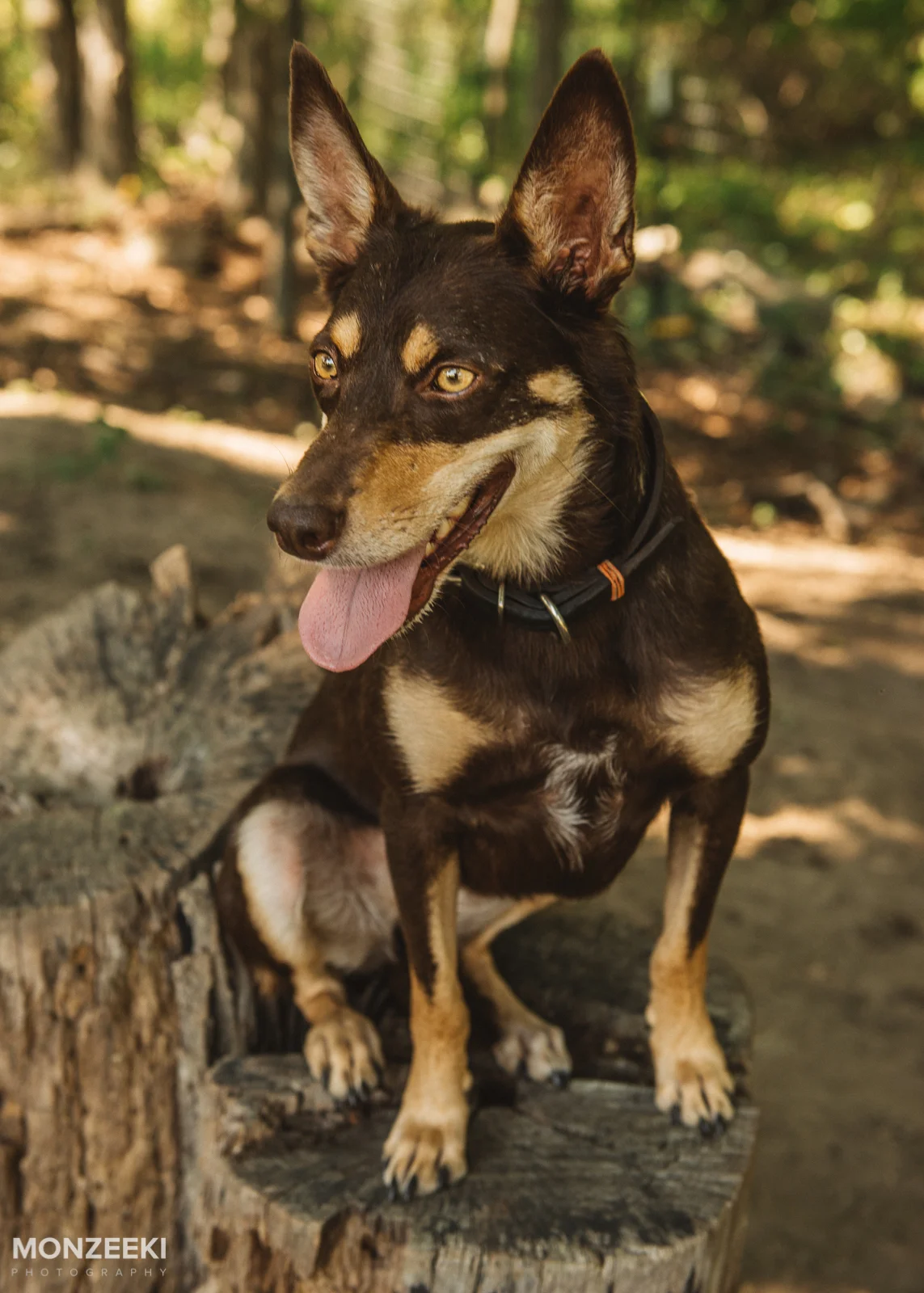 20160828-kelpie-day-5159.jpg