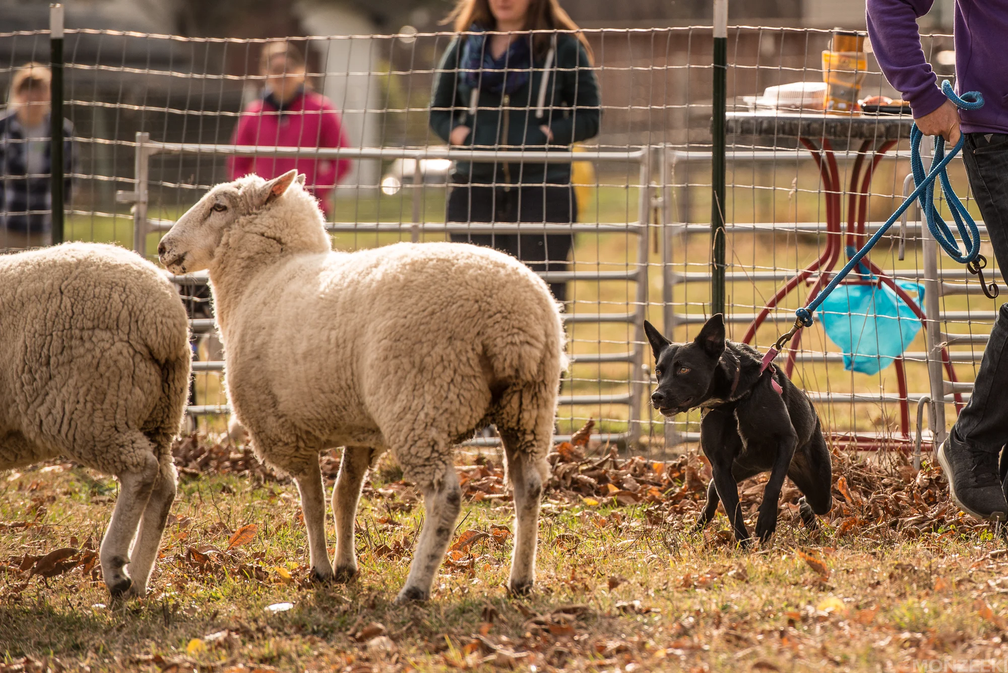 20161105-kelpie-meetup-0727.jpg
