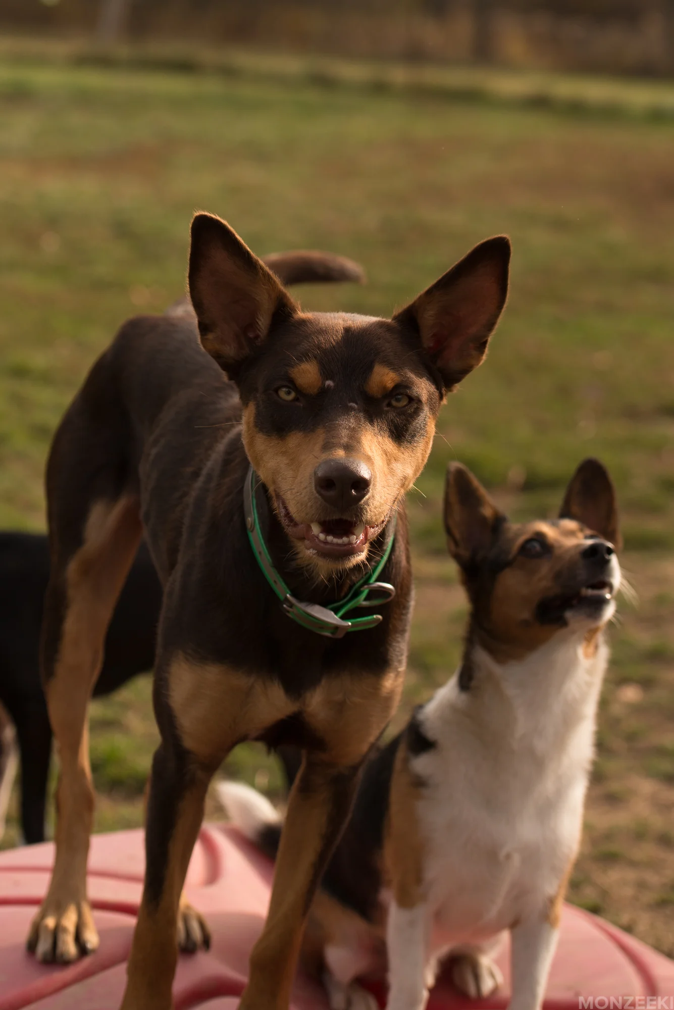 20161105-kelpie-meetup-0749.jpg