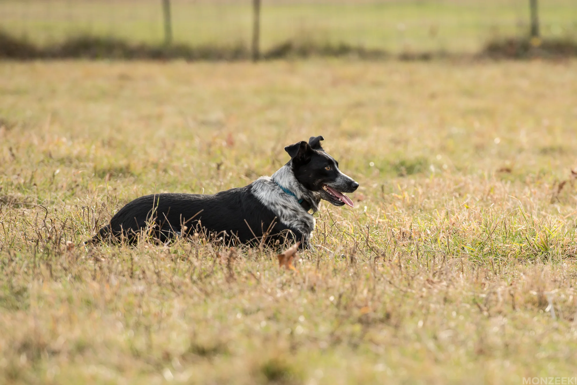 20161105-kelpie-meetup-0792.jpg