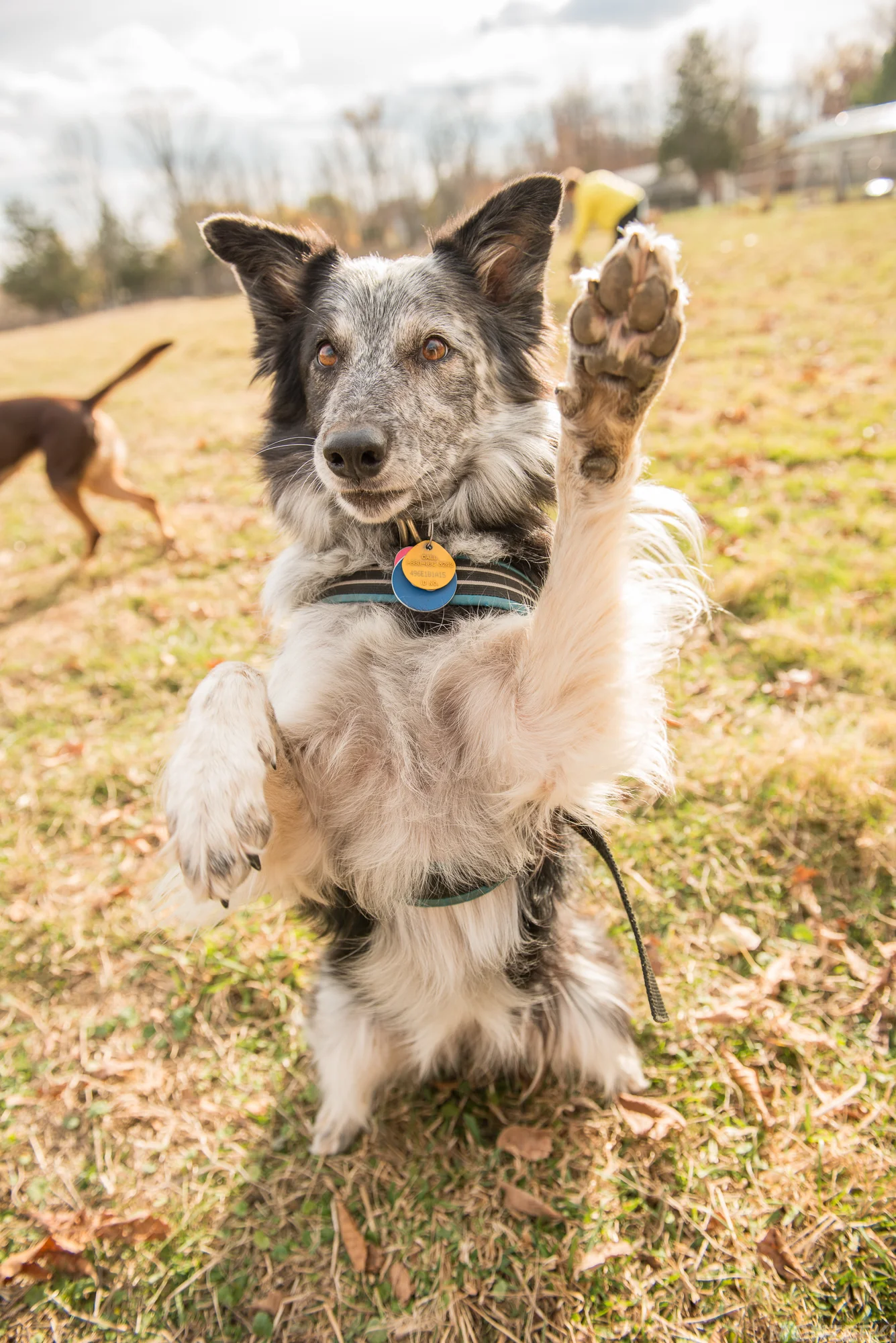 20161105-kelpie-meetup-0822.jpg
