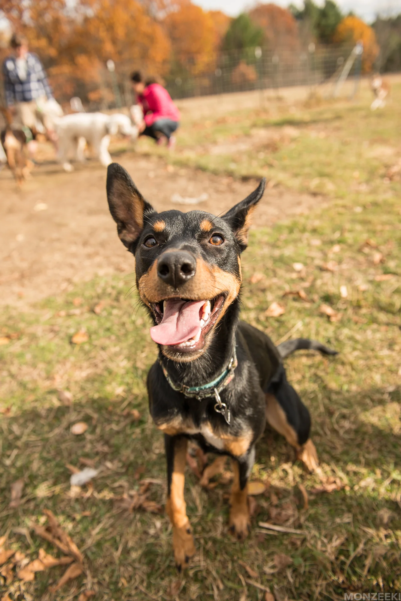 20161105-kelpie-meetup-0831.jpg