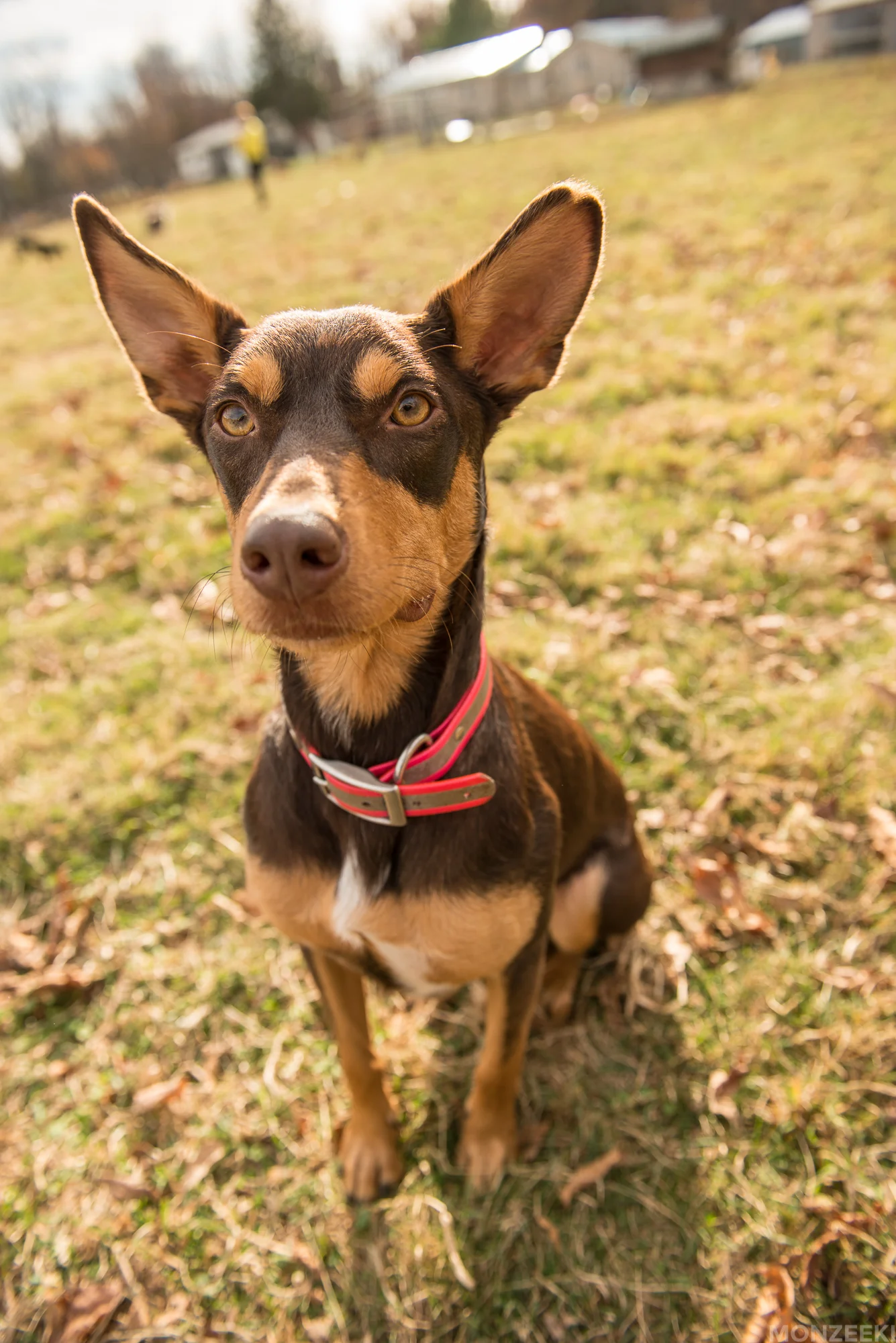 20161105-kelpie-meetup-0828.jpg