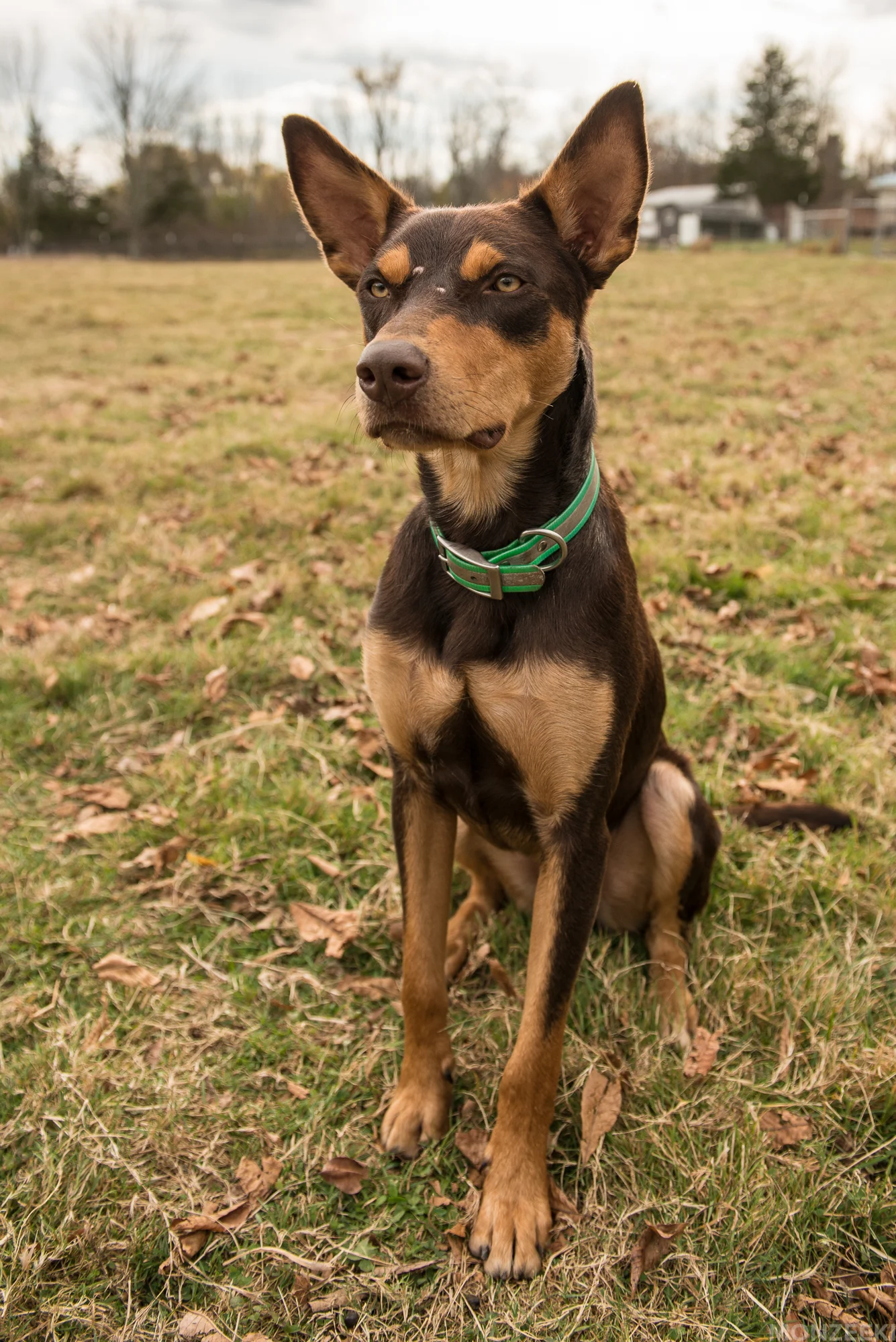 20161105-kelpie-meetup-0862.jpg