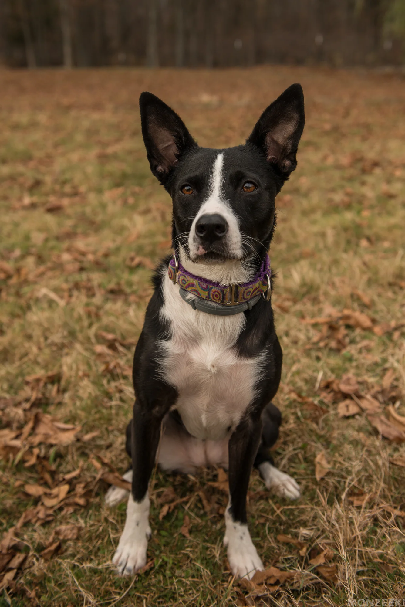 20161105-kelpie-meetup-0870.jpg