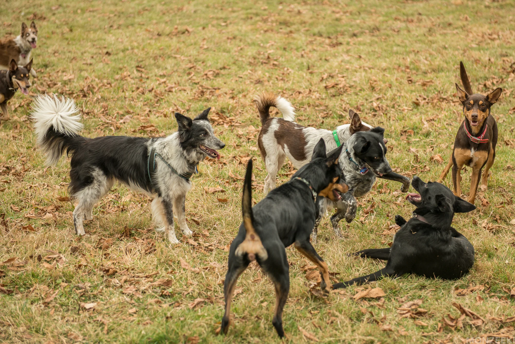 20161105-kelpie-meetup-0966.jpg