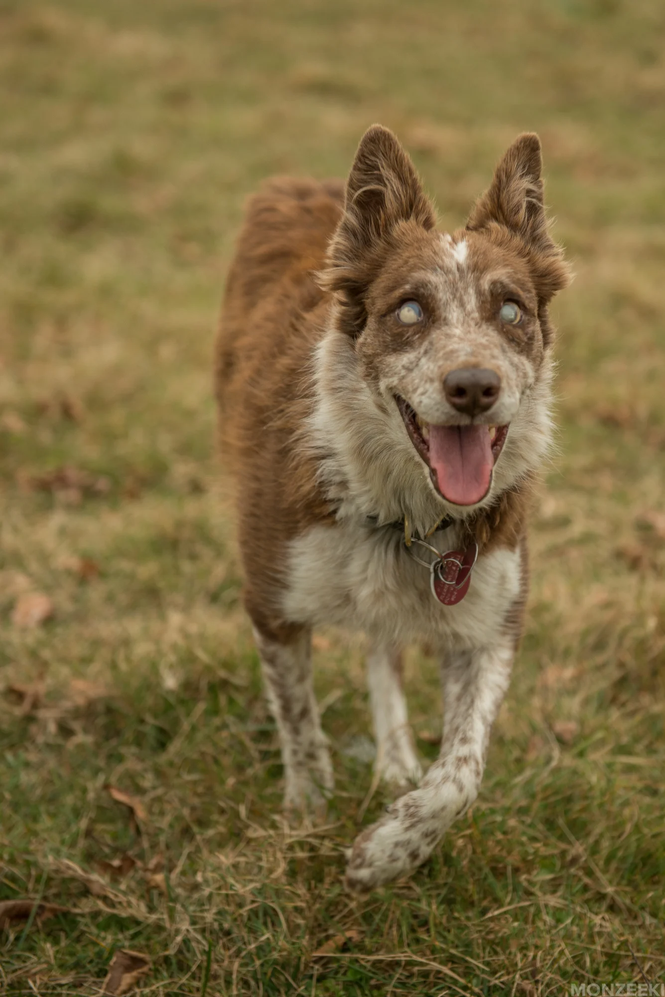 20161105-kelpie-meetup-1188.jpg