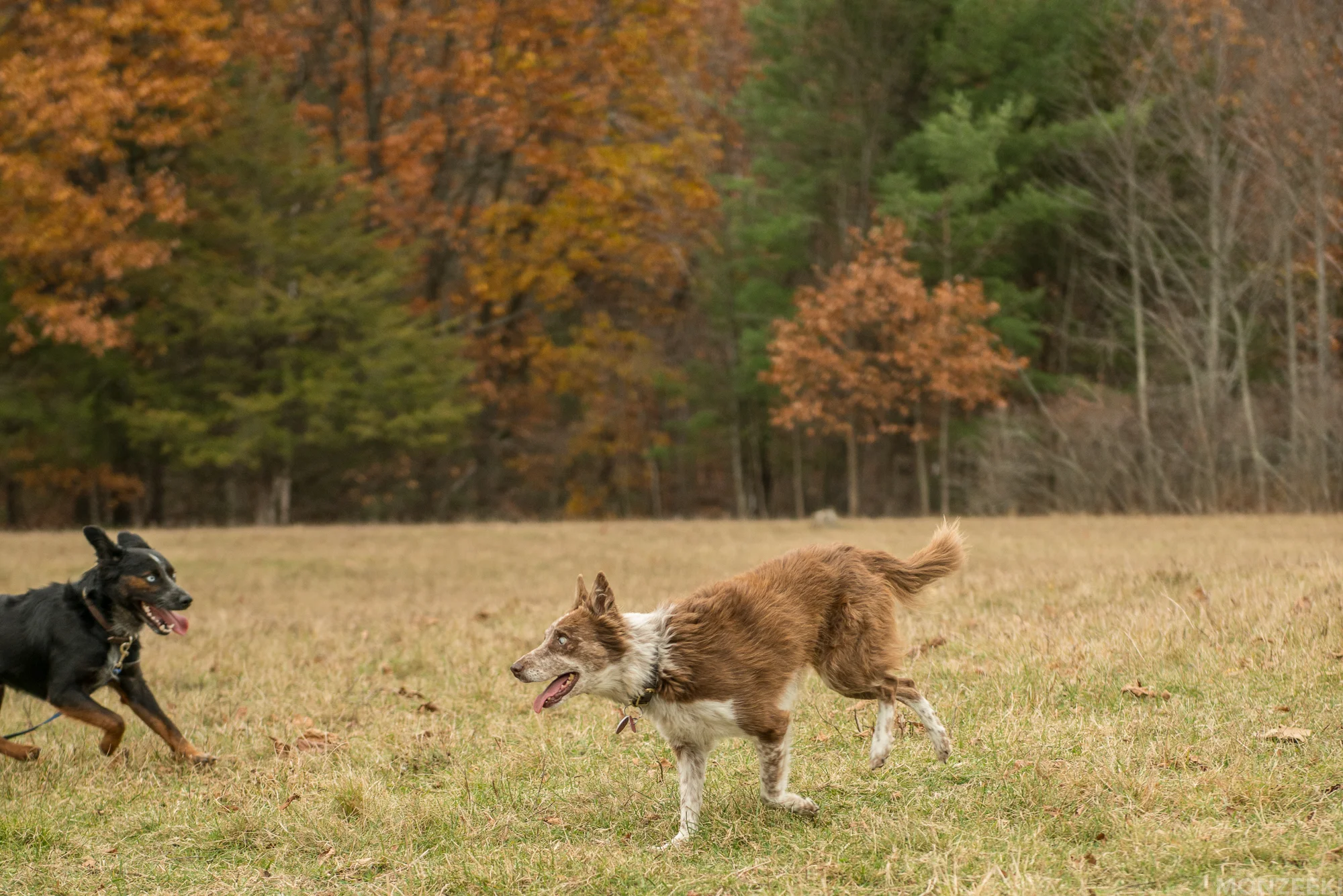 20161105-kelpie-meetup-1180.jpg
