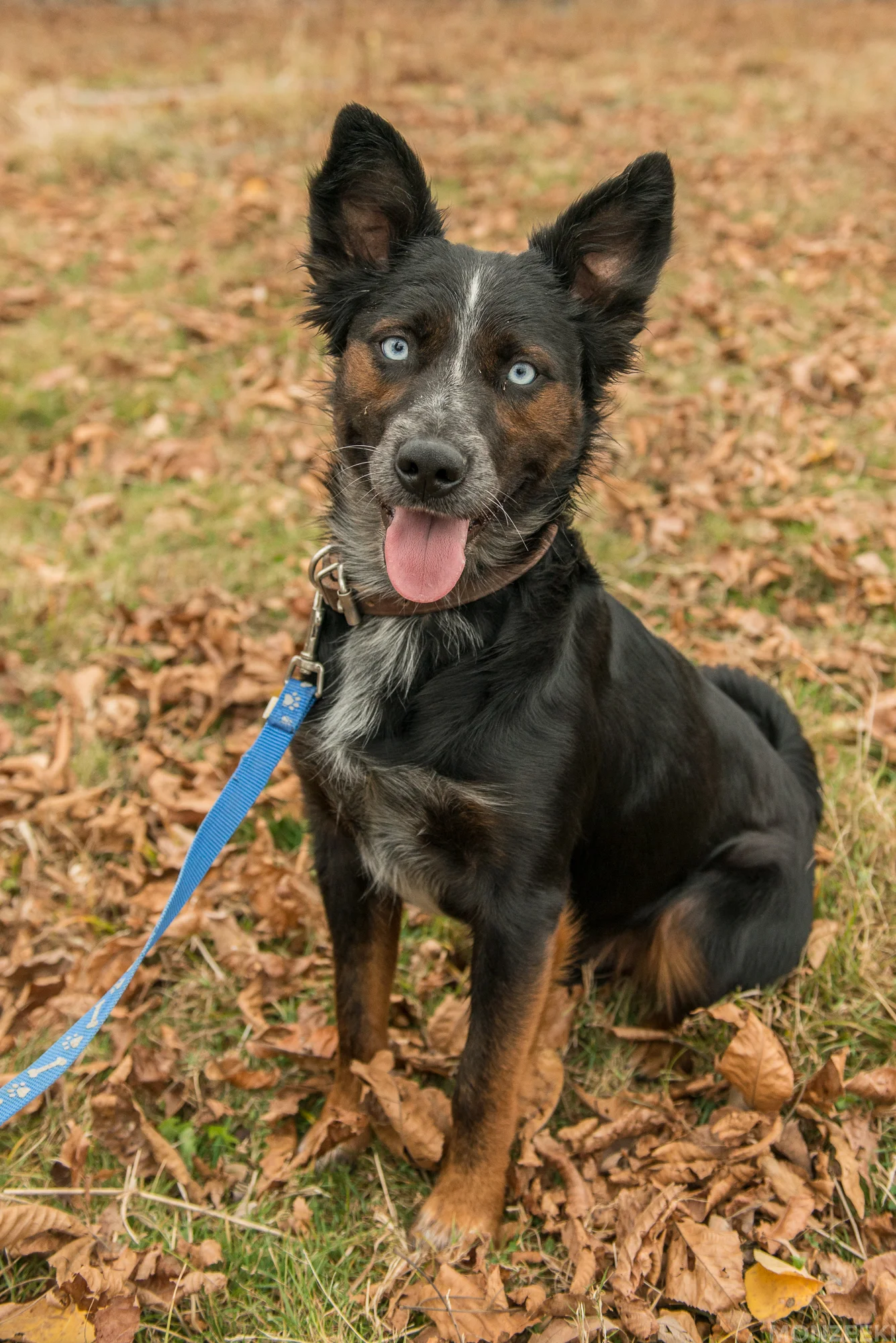 20161105-kelpie-meetup-1201.jpg