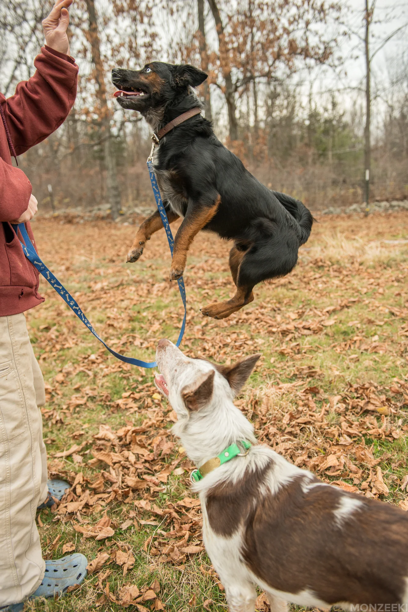 20161105-kelpie-meetup-1195.jpg