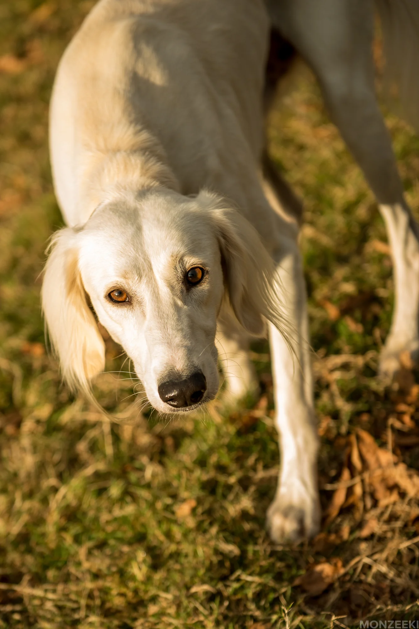 20161105-kelpie-meetup-1390.jpg