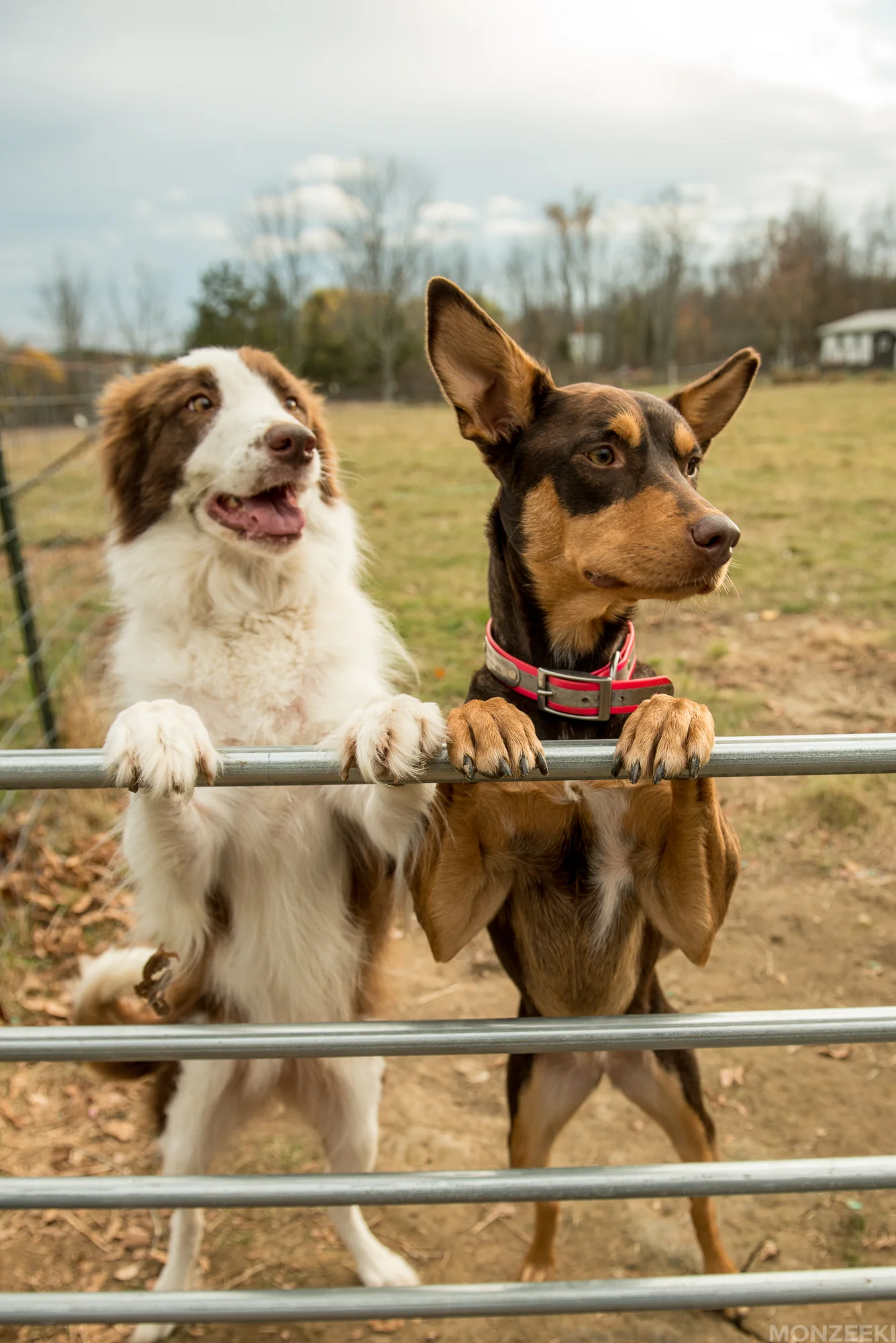 20161105-kelpie-meetup-1449.jpg