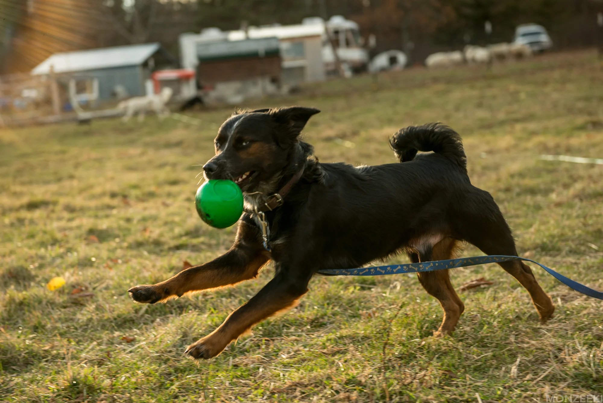 20161105-kelpie-meetup-1472.jpg
