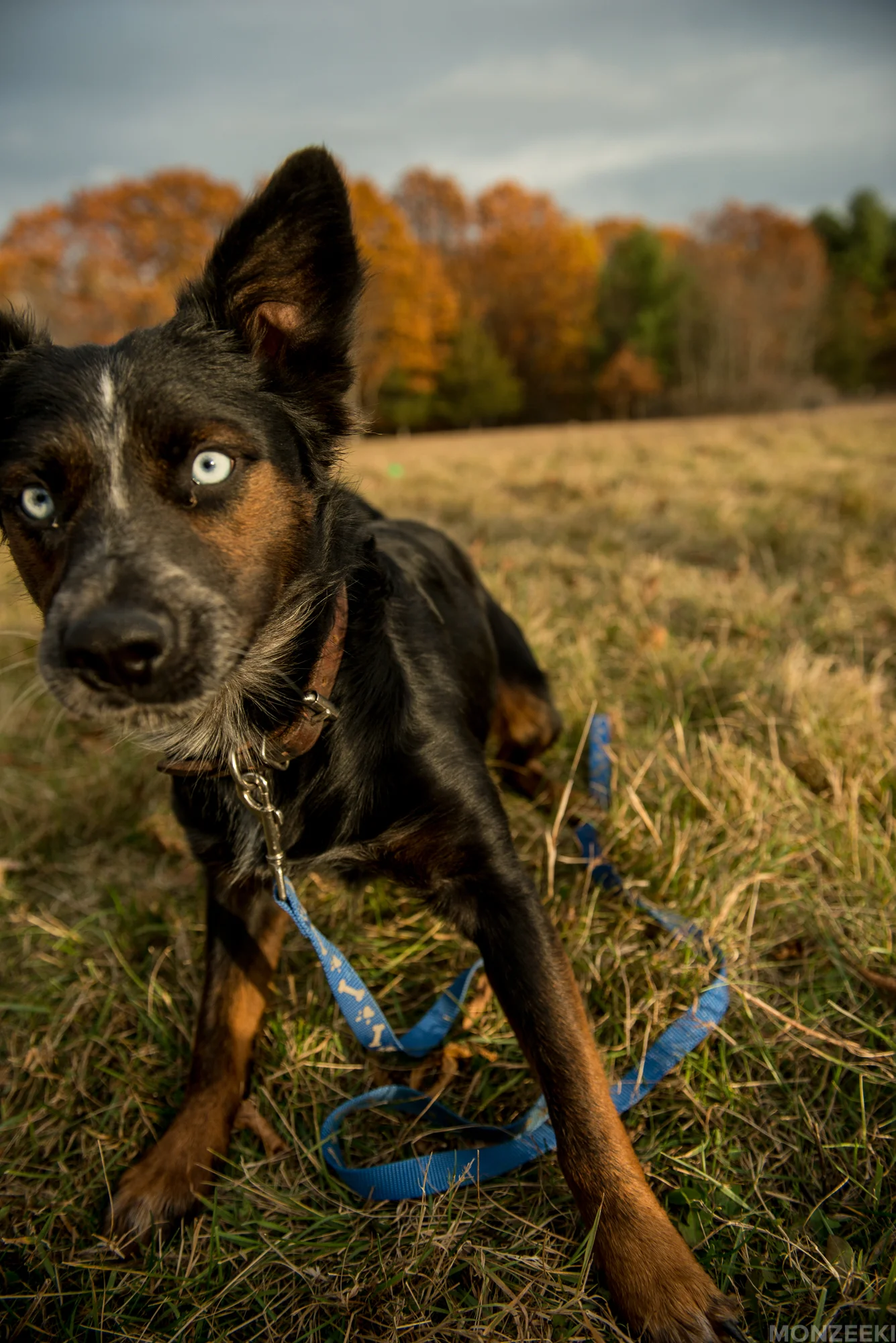 20161105-kelpie-meetup-1408.jpg