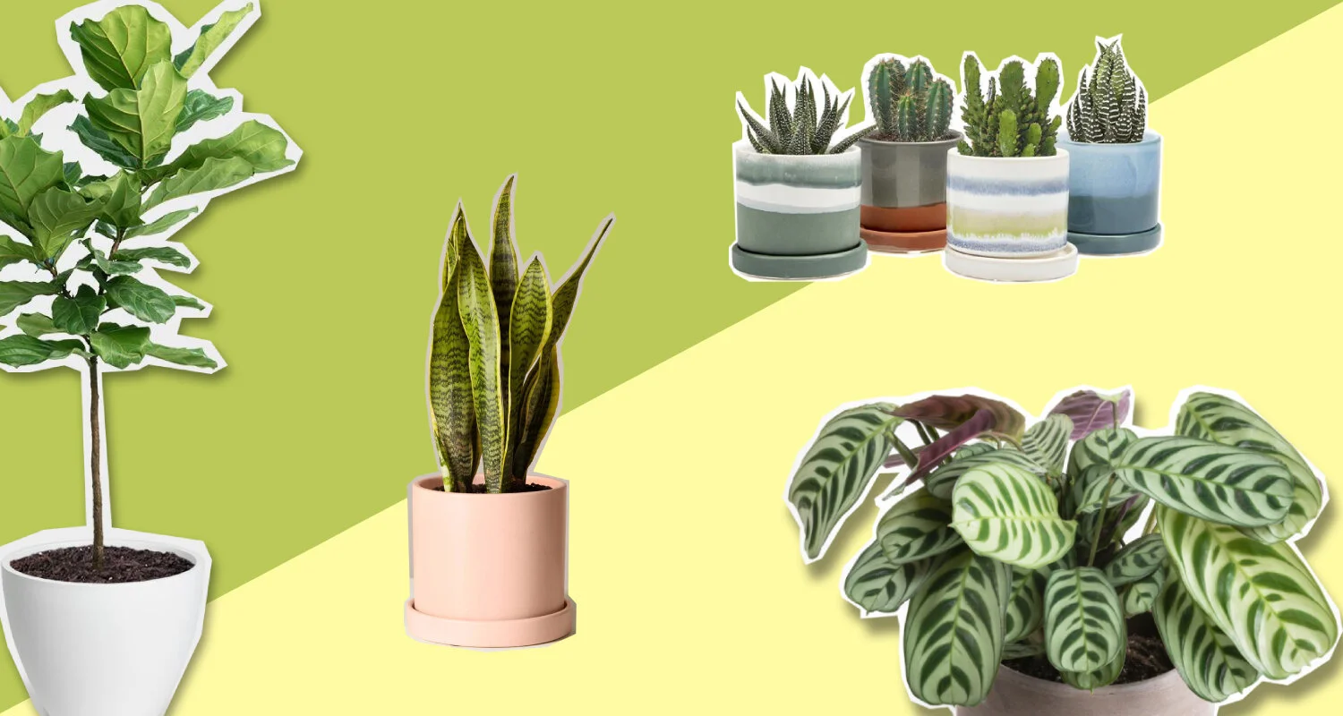10+ Best Indoor House Plants to Buy Right Now — Luxury Men's Fashion