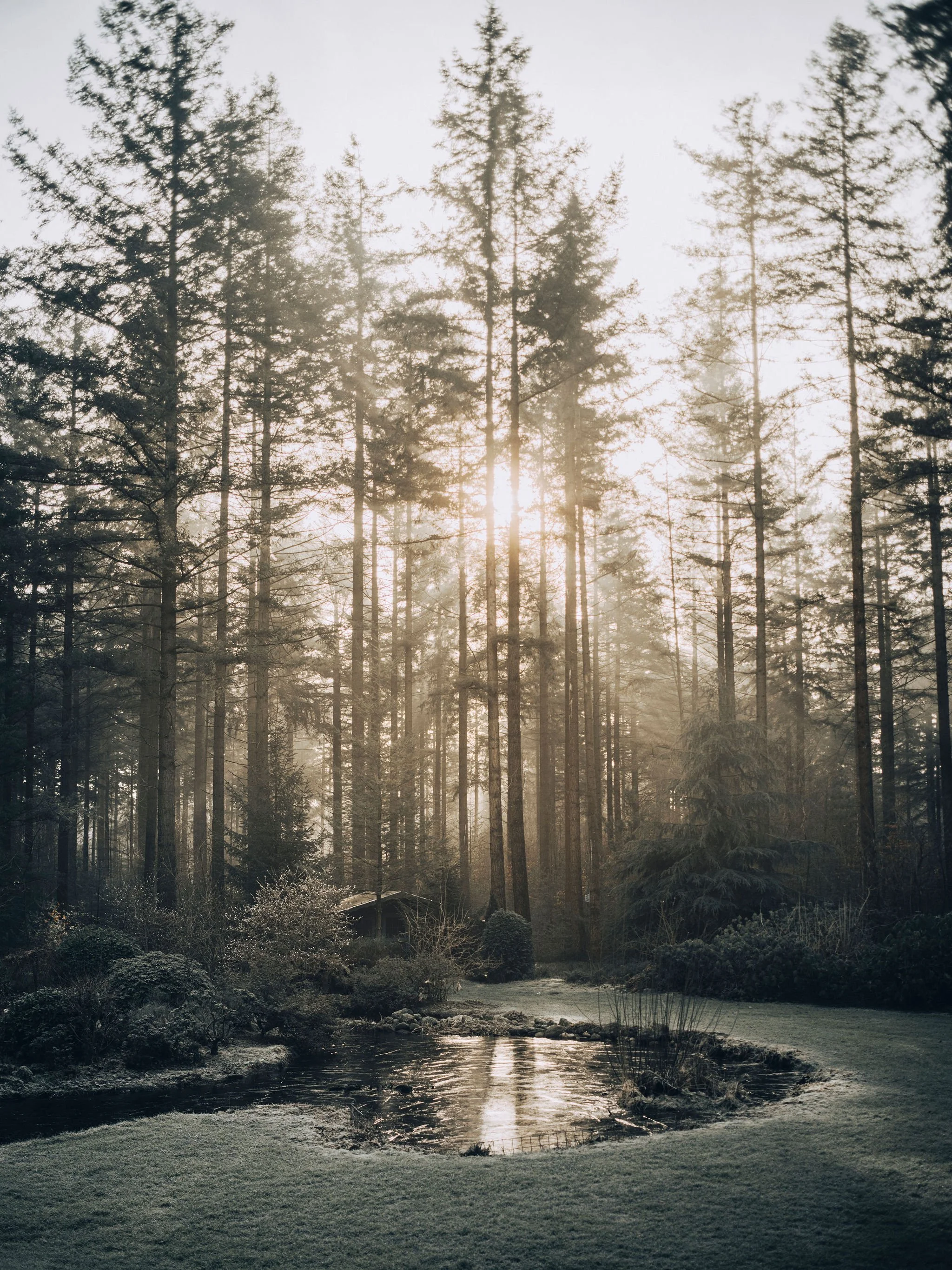 A peaceful forest scene with tall trees and a small pond reflecting sunlight filtering through the branches.