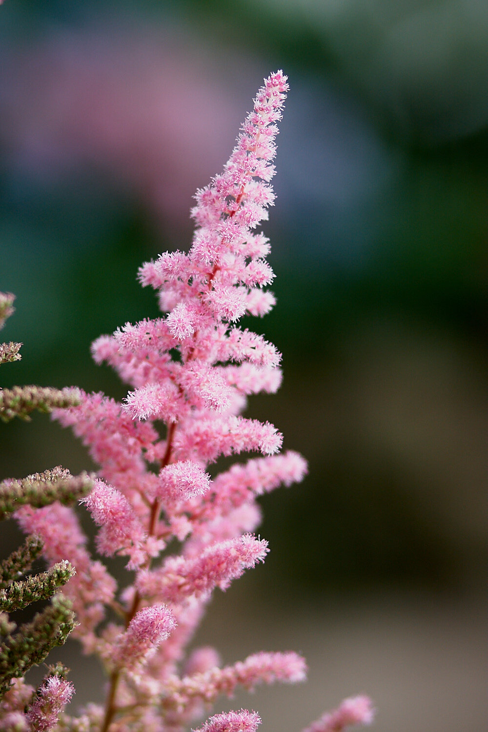  Royal Botanic Gardens - Melbourne 201112 