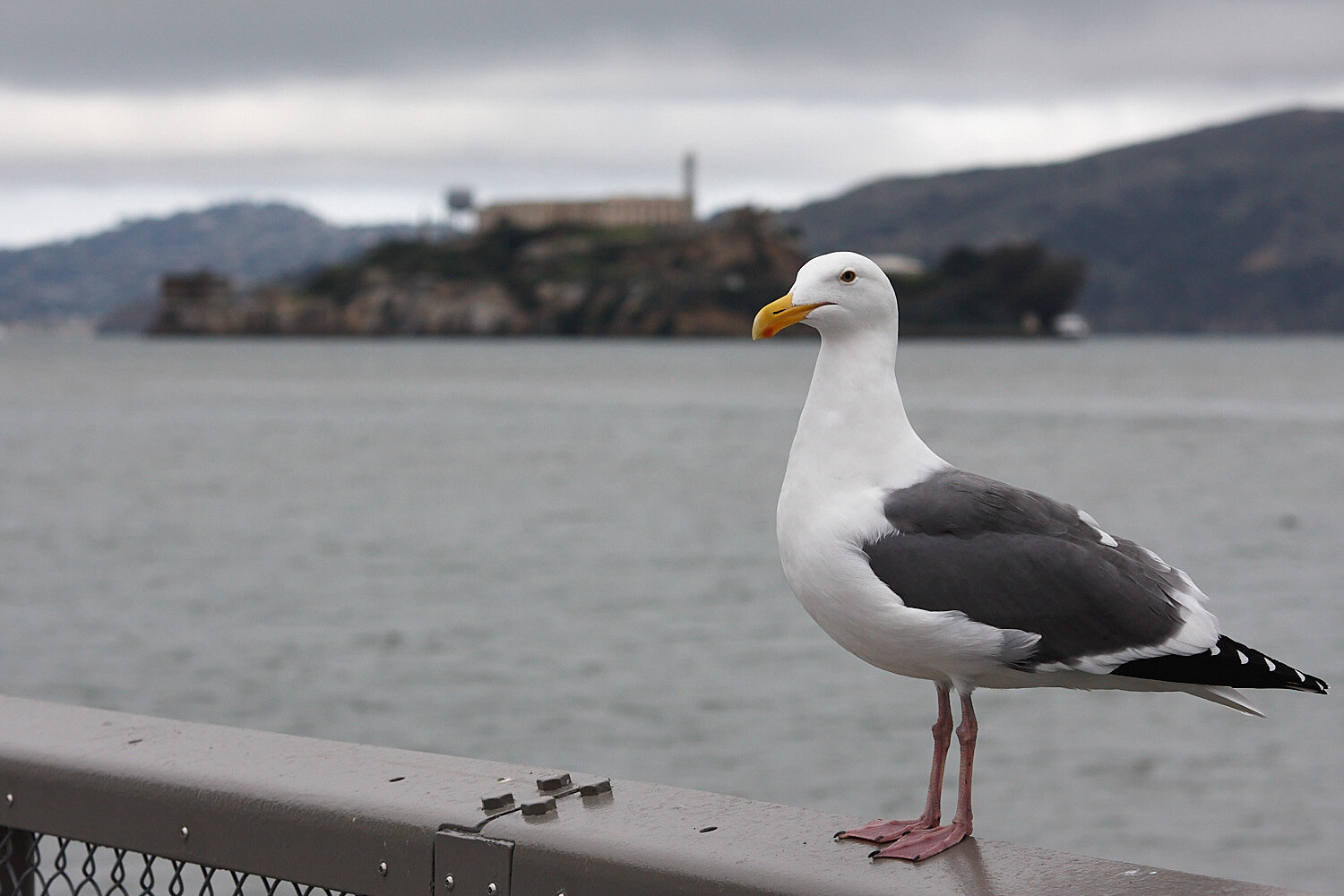 Seagull