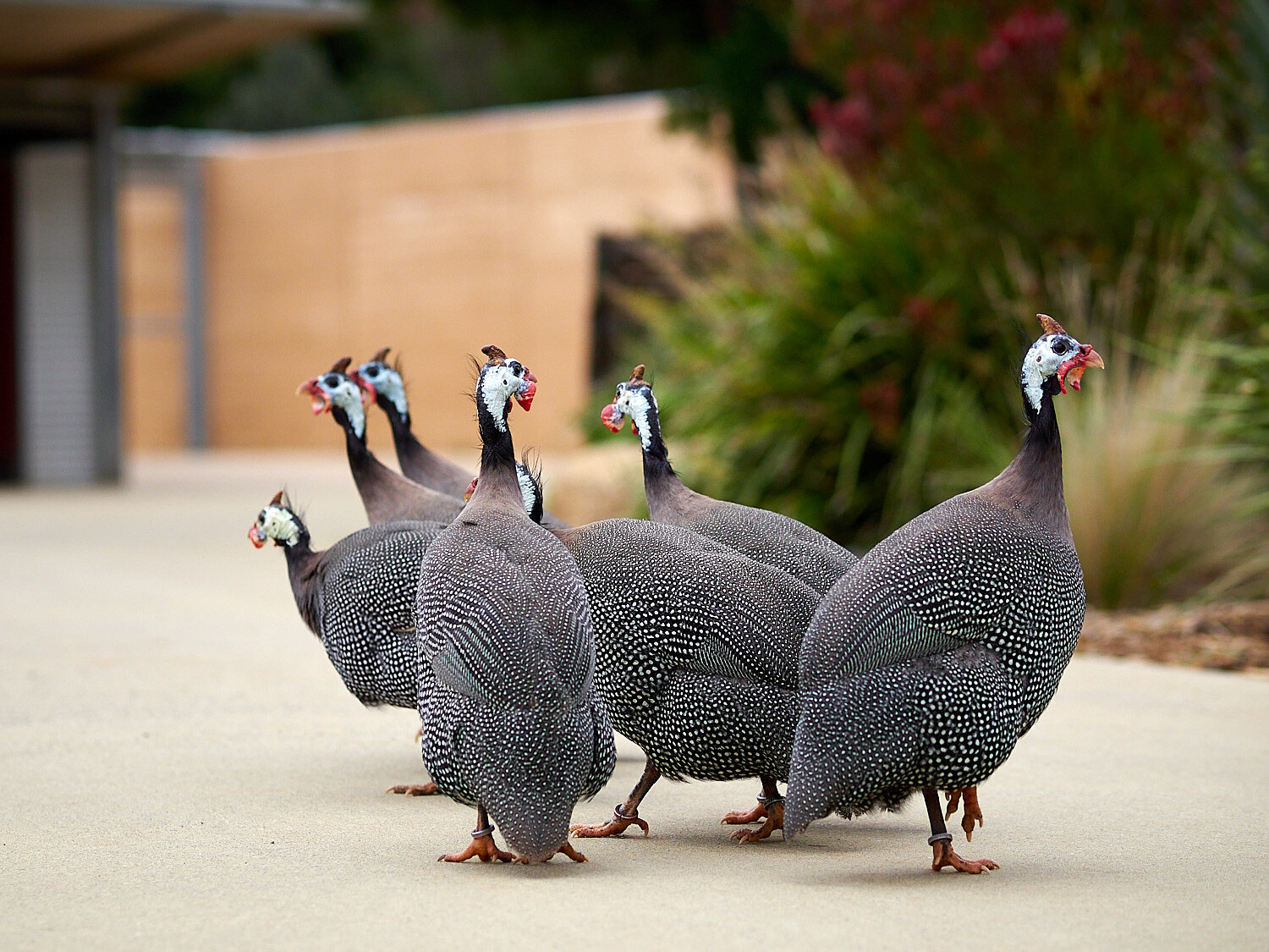 Guineafowl