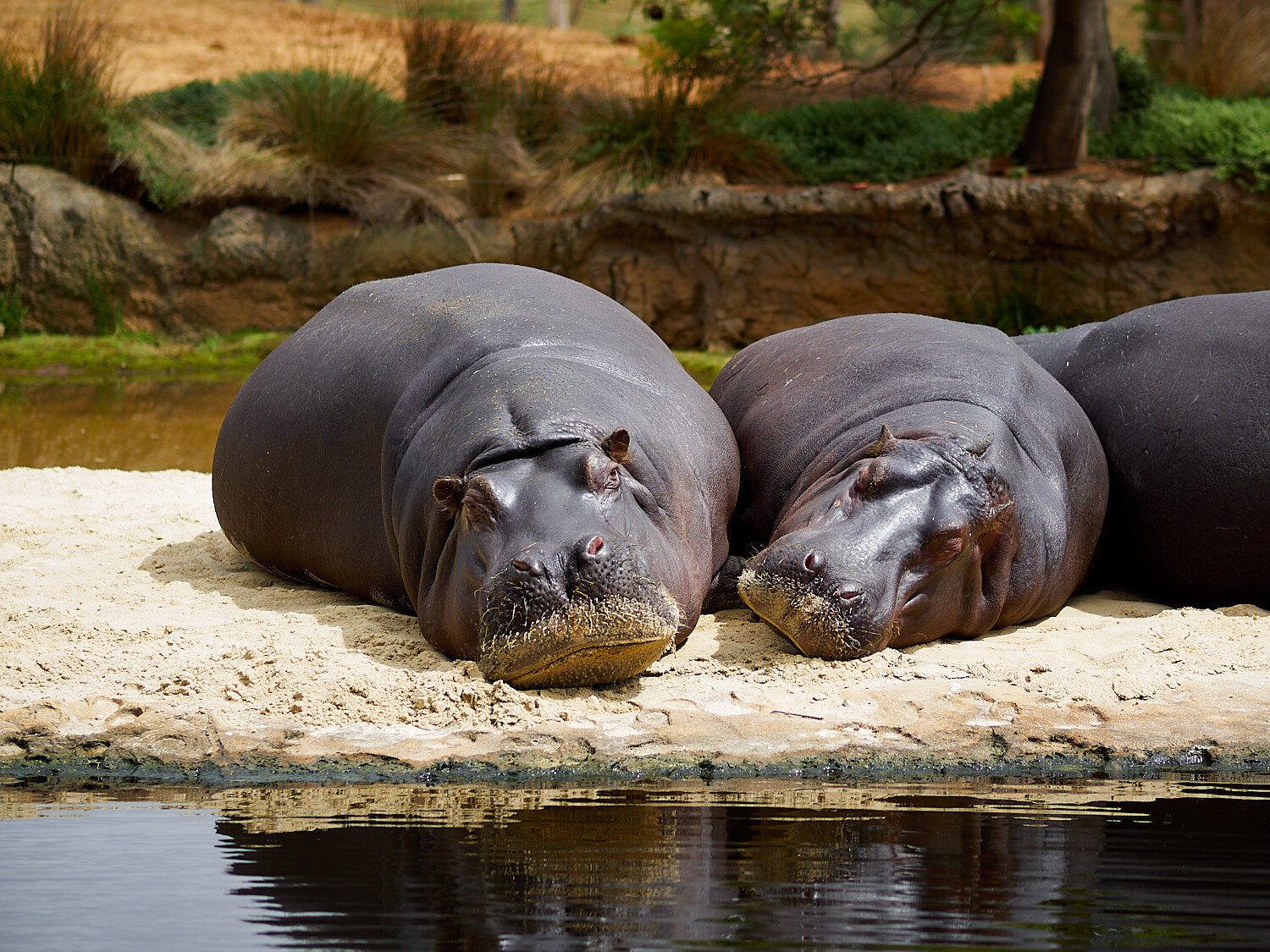 Snoozing Hippopotamus