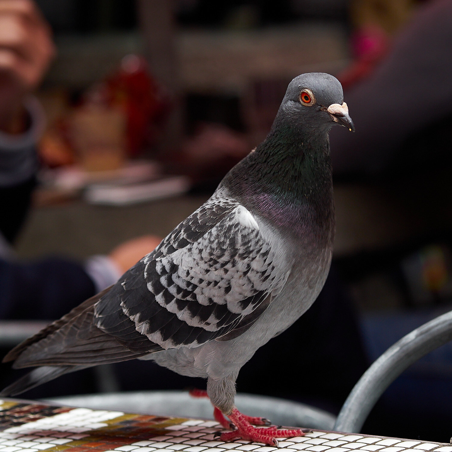 Pidgeon