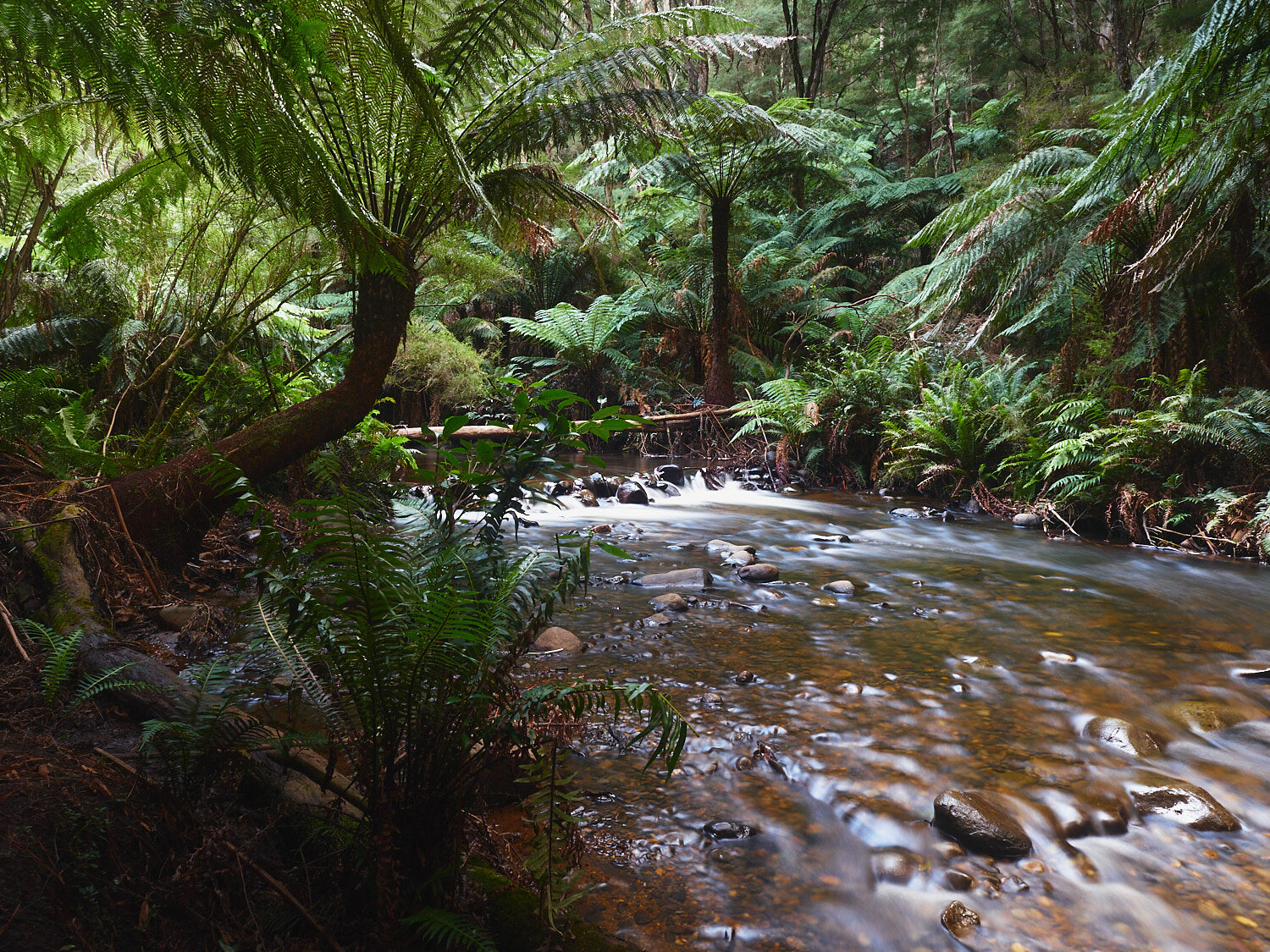 Cement Creek