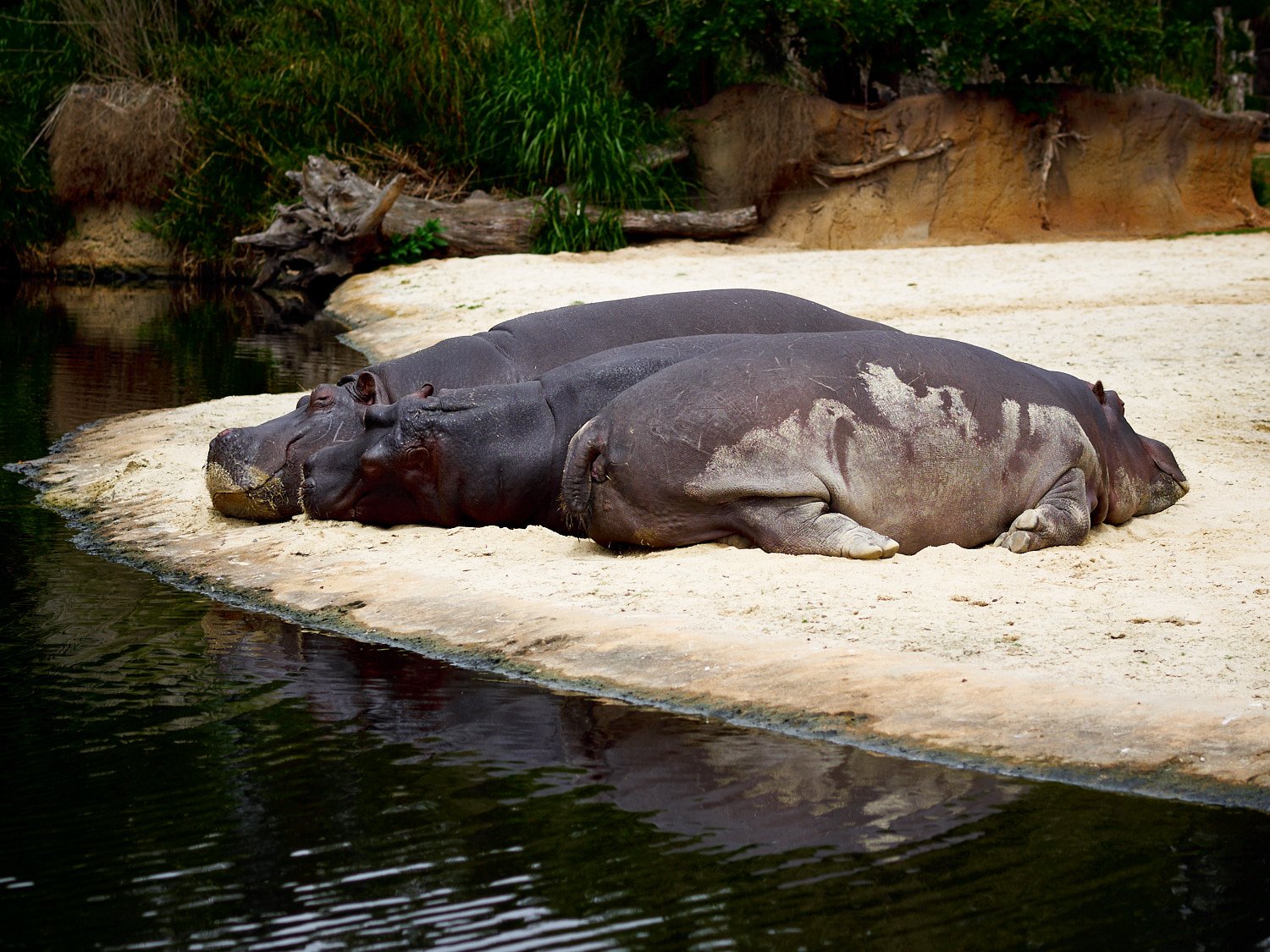 Snoozing Hippopotamus