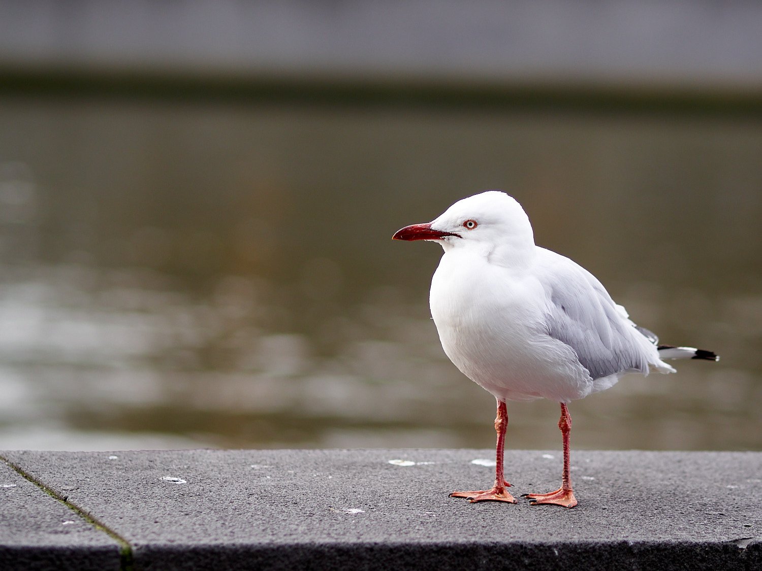 Melbourne Seagull