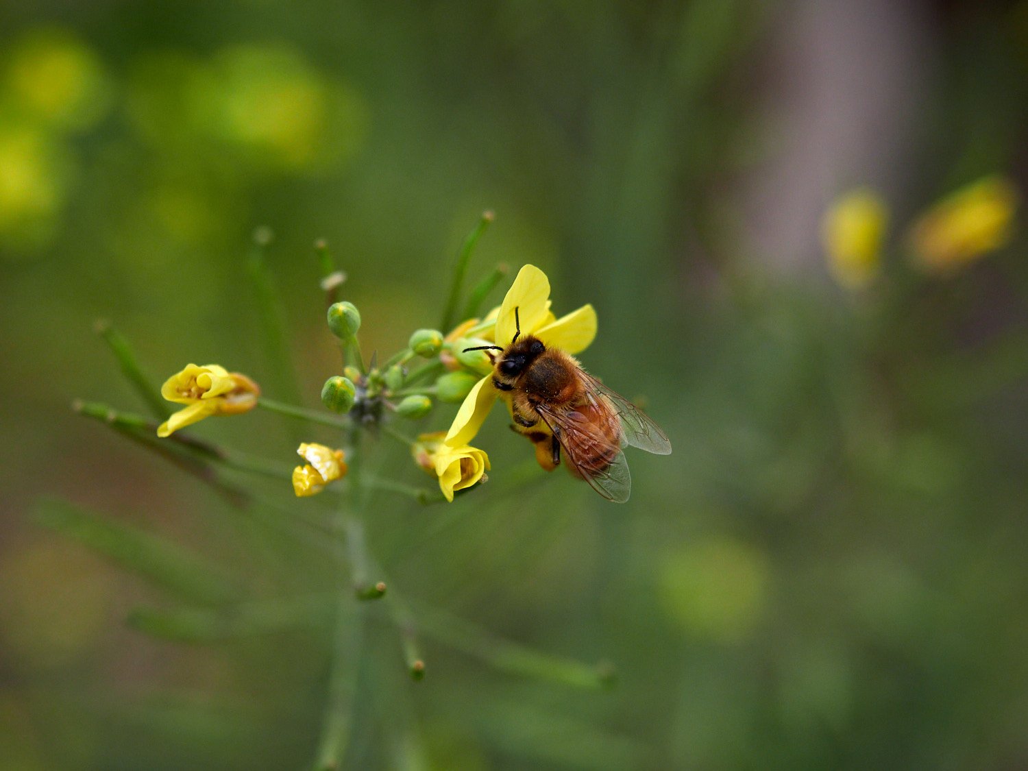 Busy Bee