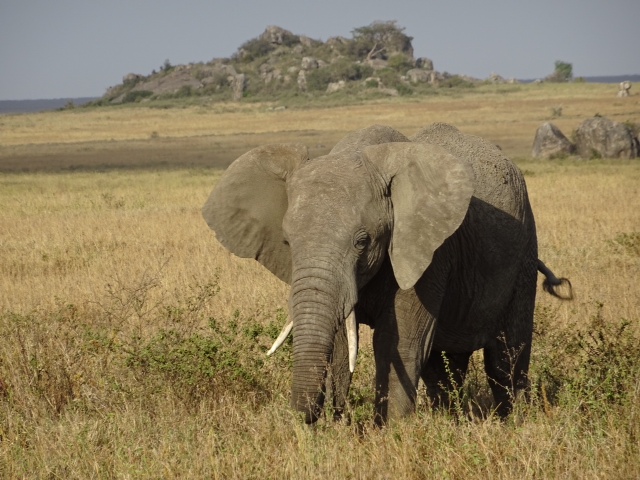 Africa – August 2015