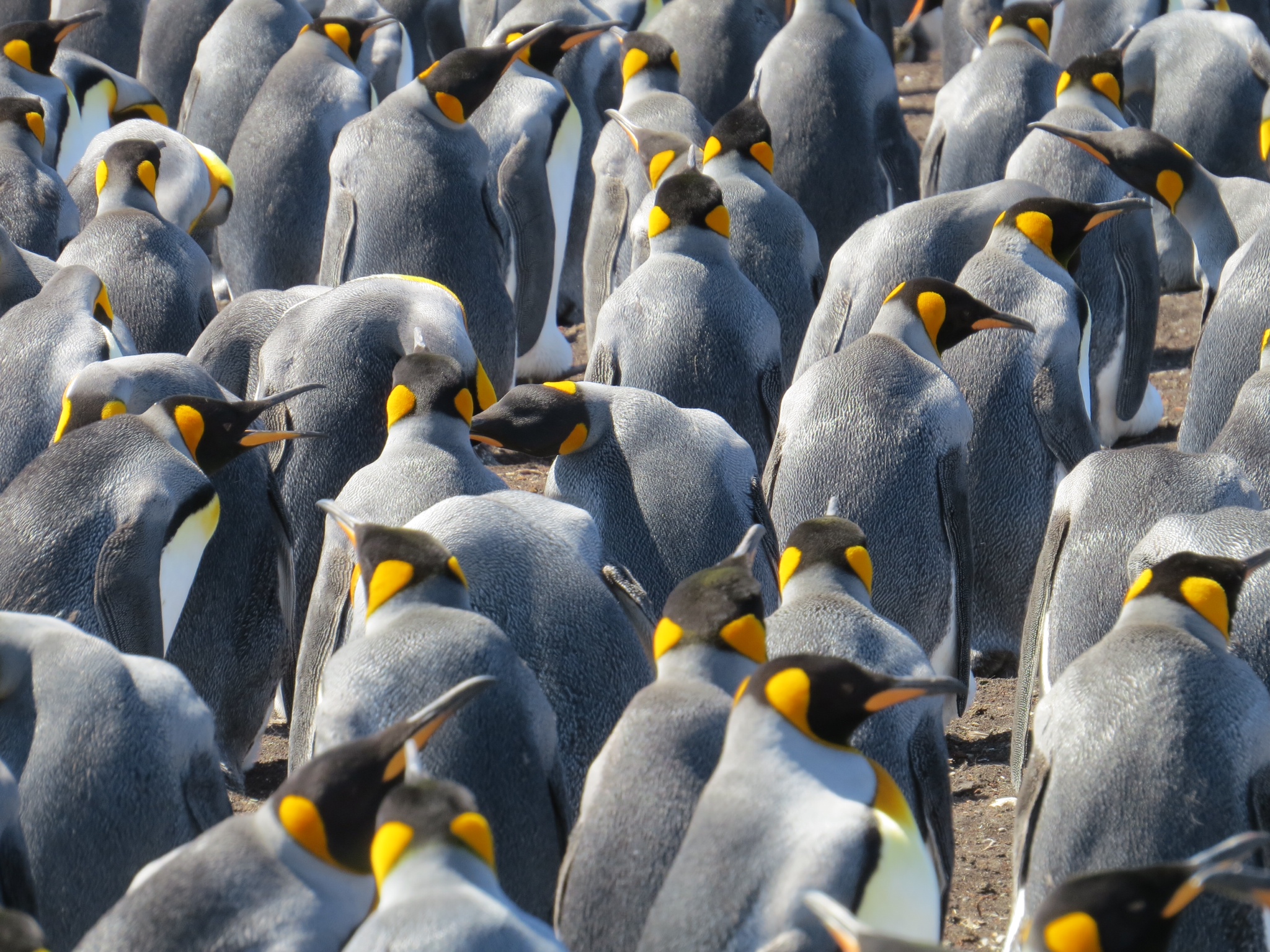 Antarctica - January 2016