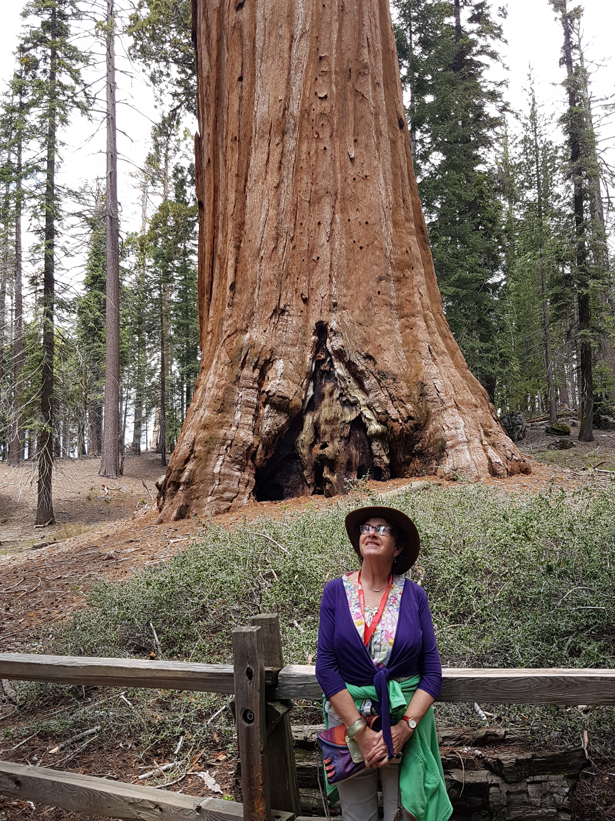 Sequoia NP, California - June 2019