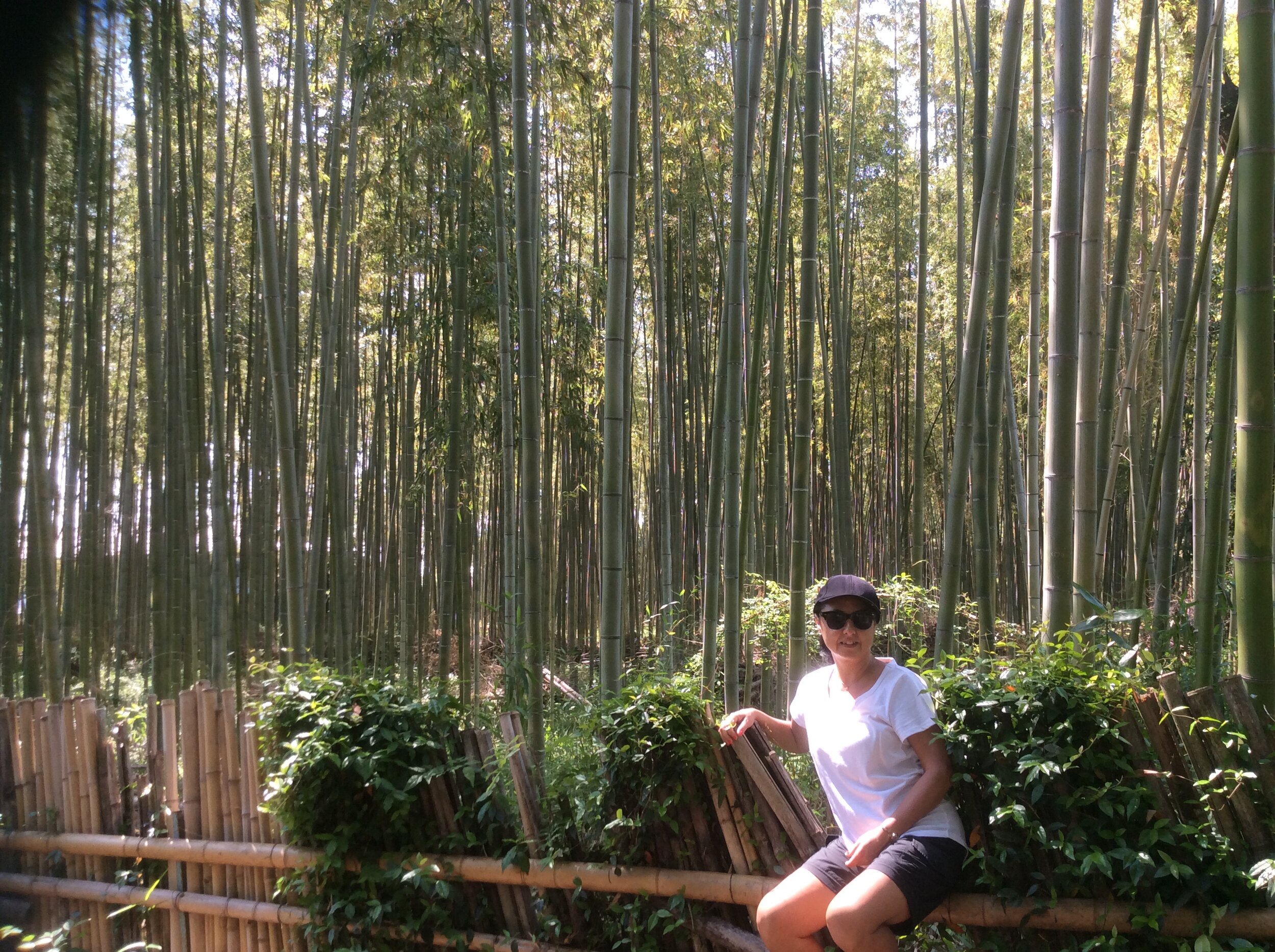 Bamboo Forest.JPG