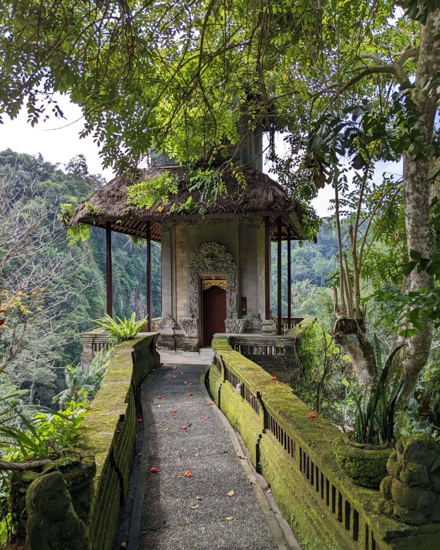 The heavenly Royal Pita Maha 🇮🇩🎋☀️
#indonesia #bali #ubud #travel