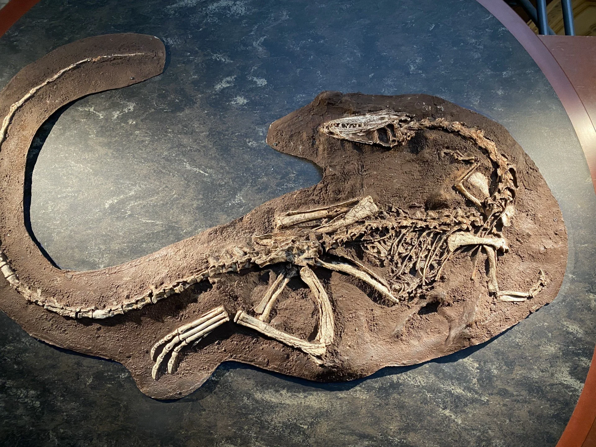 Natural History Museum 4.jpg
