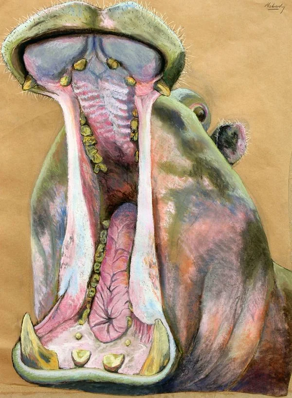 Yawning hippo