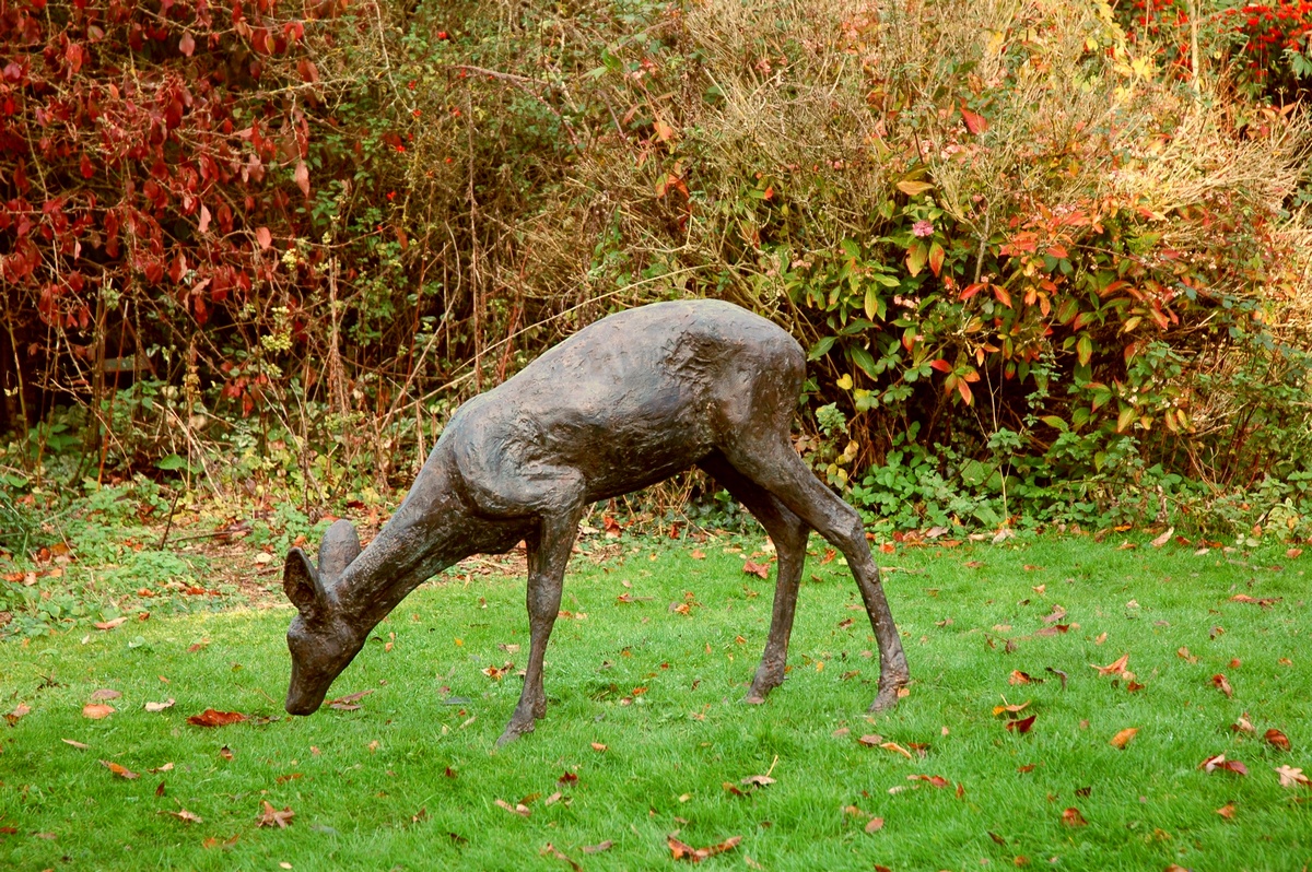 Roe deer doe